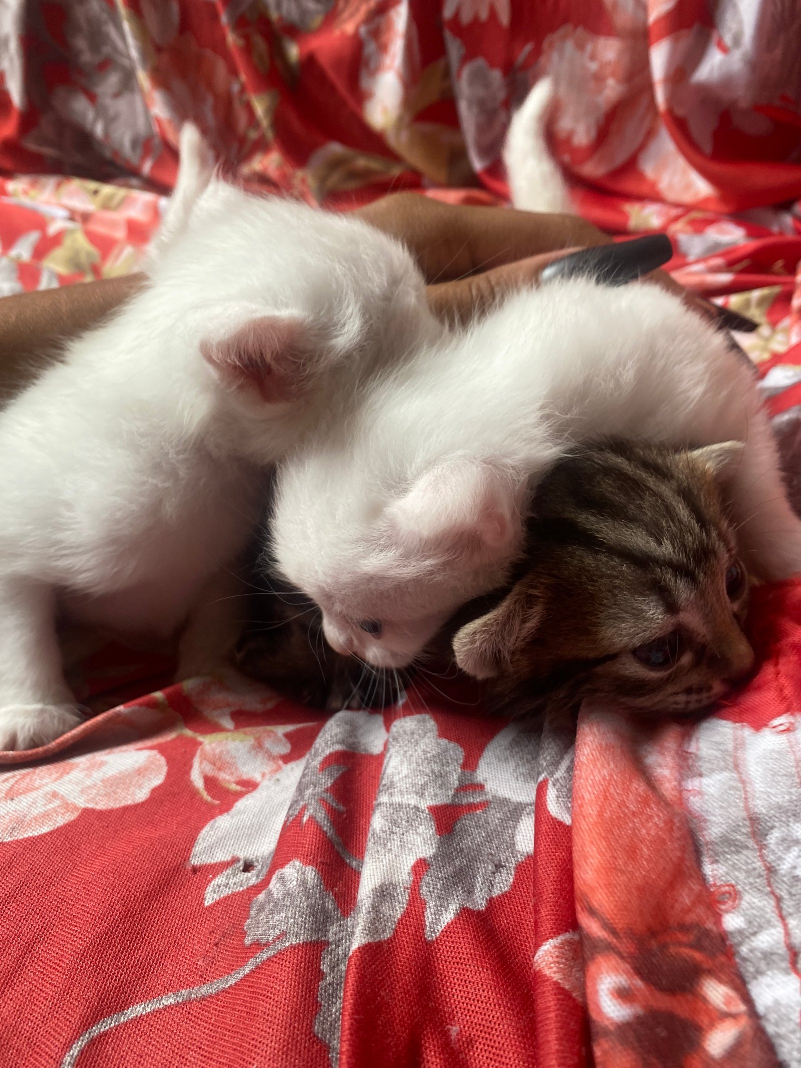 Portal Adocão Gatos lindos 🥰 Recife