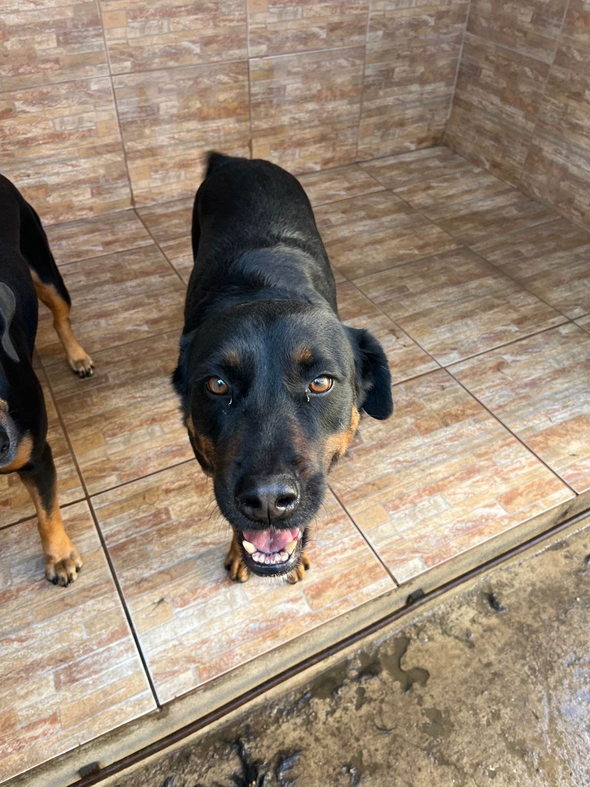 Portal Adocão Cachorros castrados para adoção  Betim