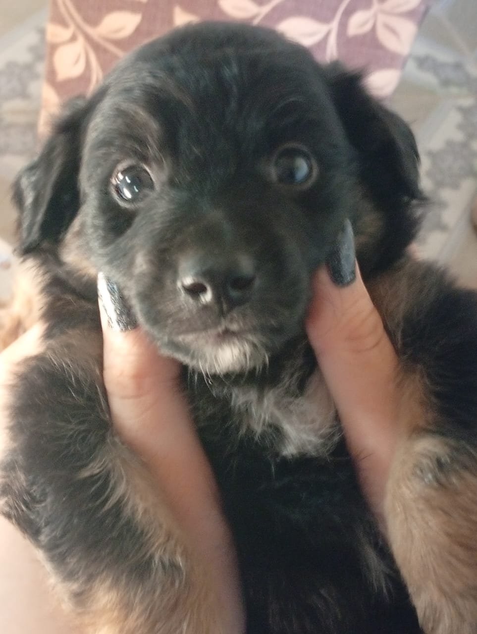 Portal Adocão Cãozinhos adoráveis  Paulista