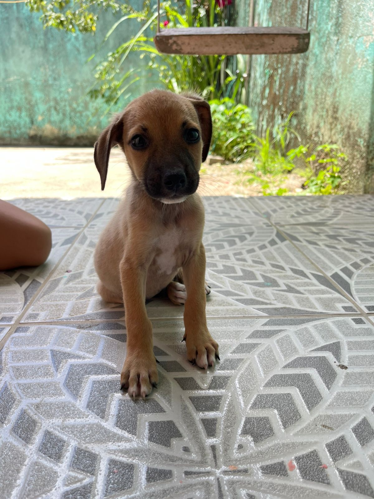 Portal Adocão Doação de cachorro filhote  Maceió 