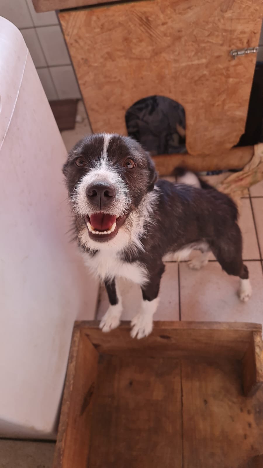 Portal Adocão Doação de cachorro São José dos Pinhais