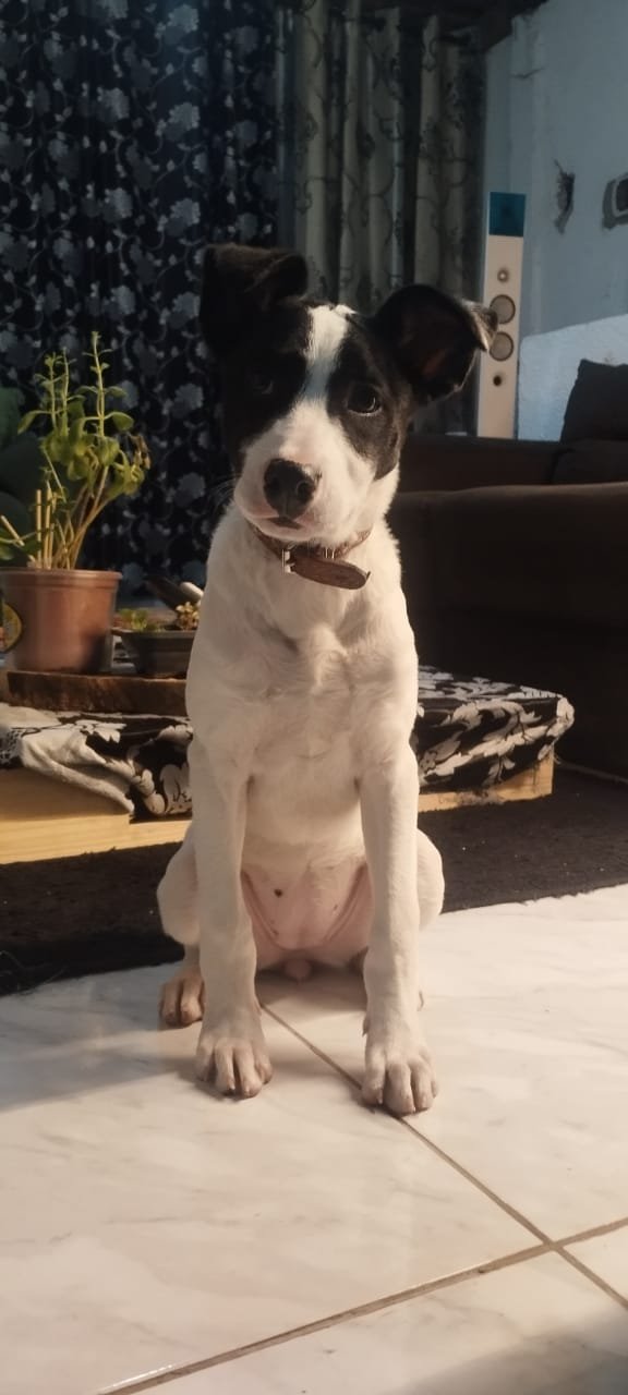 Portal Adocão Pet para adoção São Paulo