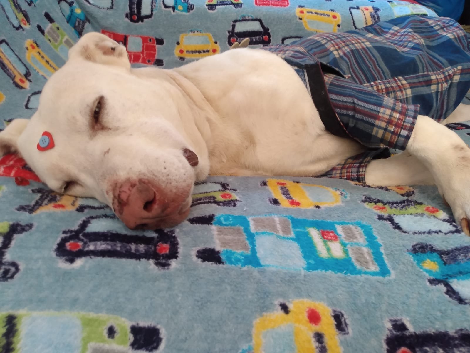 Portal Adocão Cãozinho Adulto pra Adoção  São José dos Pinhais 