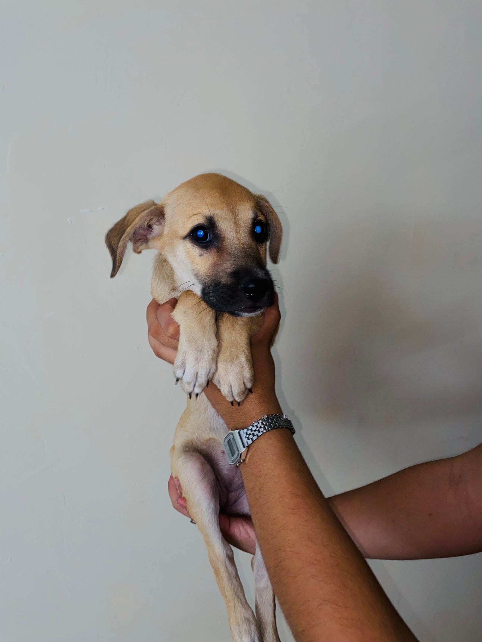 Portal Adocão Adoção de filhote de cachorro  Fortaleza