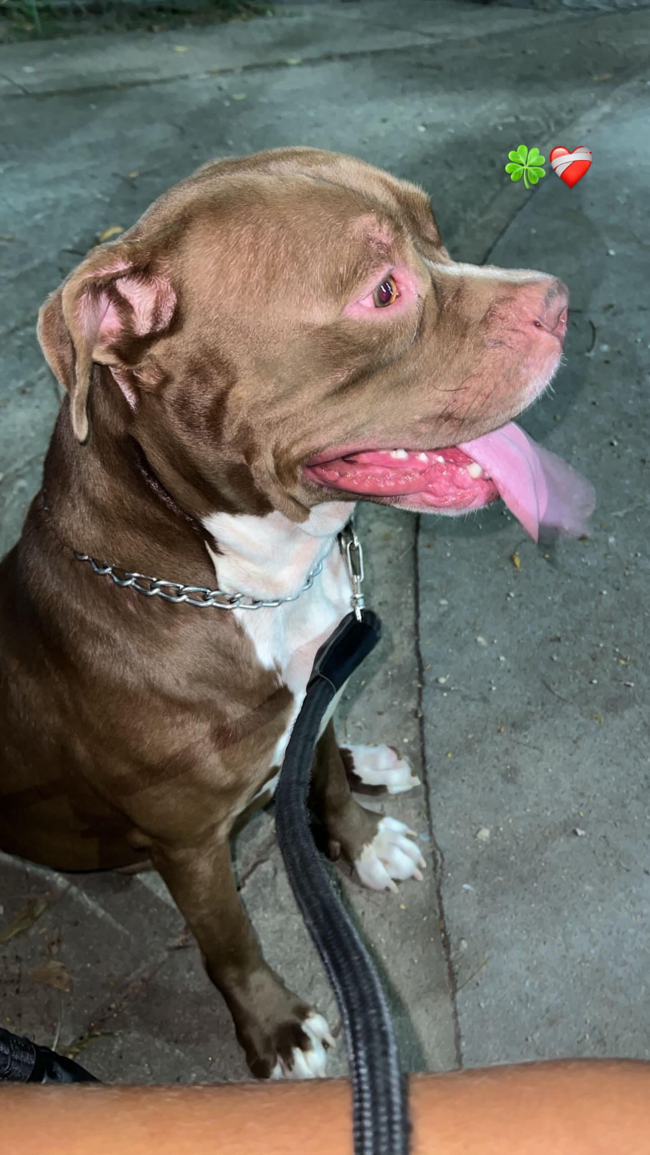 Portal Adocão Doação pitbull dócil Rio de Janeiro 