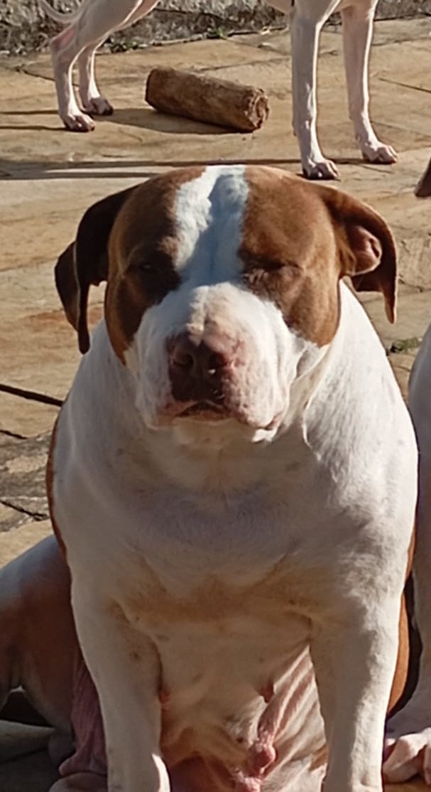 Portal Adocão 🐾 Doa-se Cadela Pit Monster – 3 anos 🐾 Teresopolis