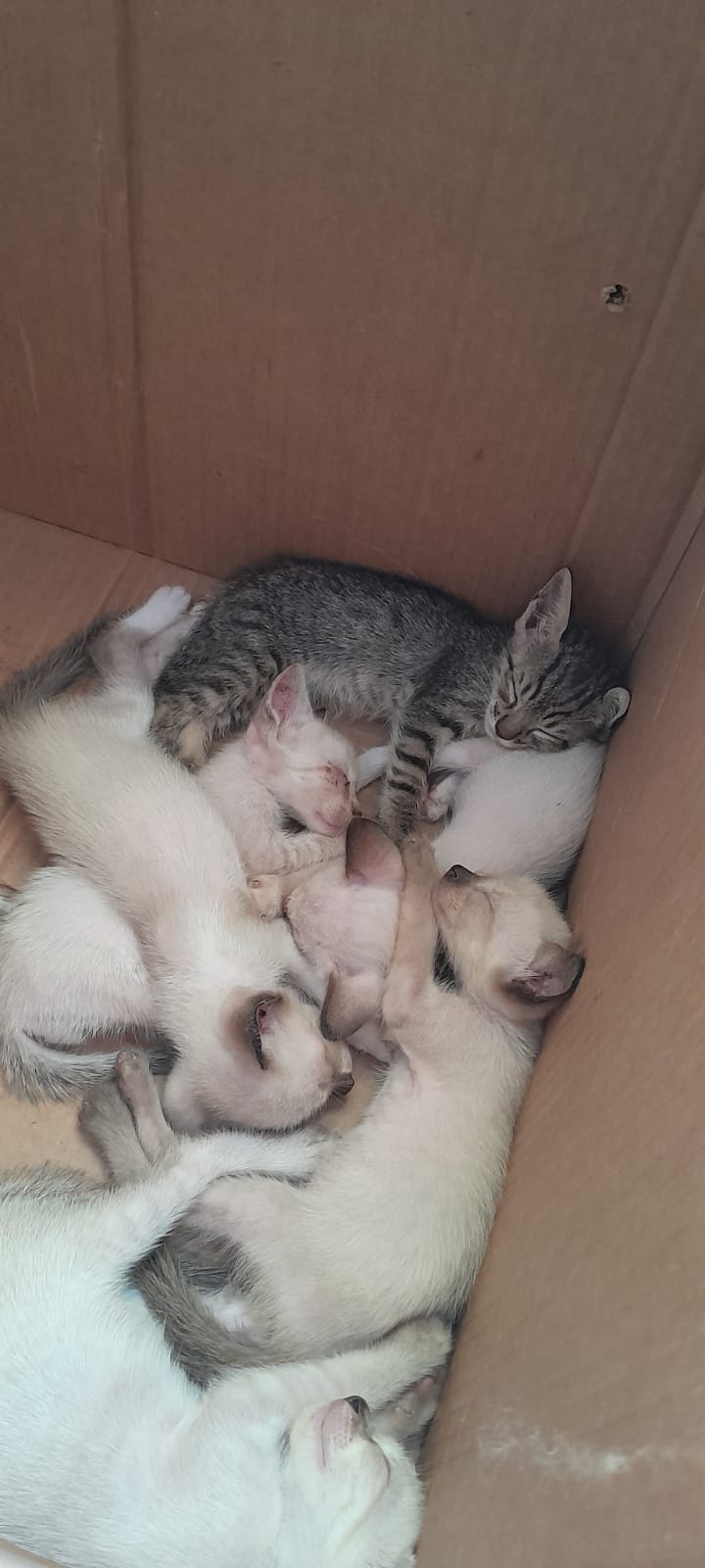 Portal Adocão doar filhotes de gatinhos Maceió