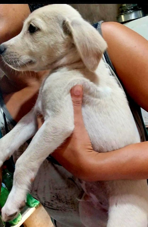 Portal Adocão CACHORRINHOS PRA ADOÇÃO  São Luís