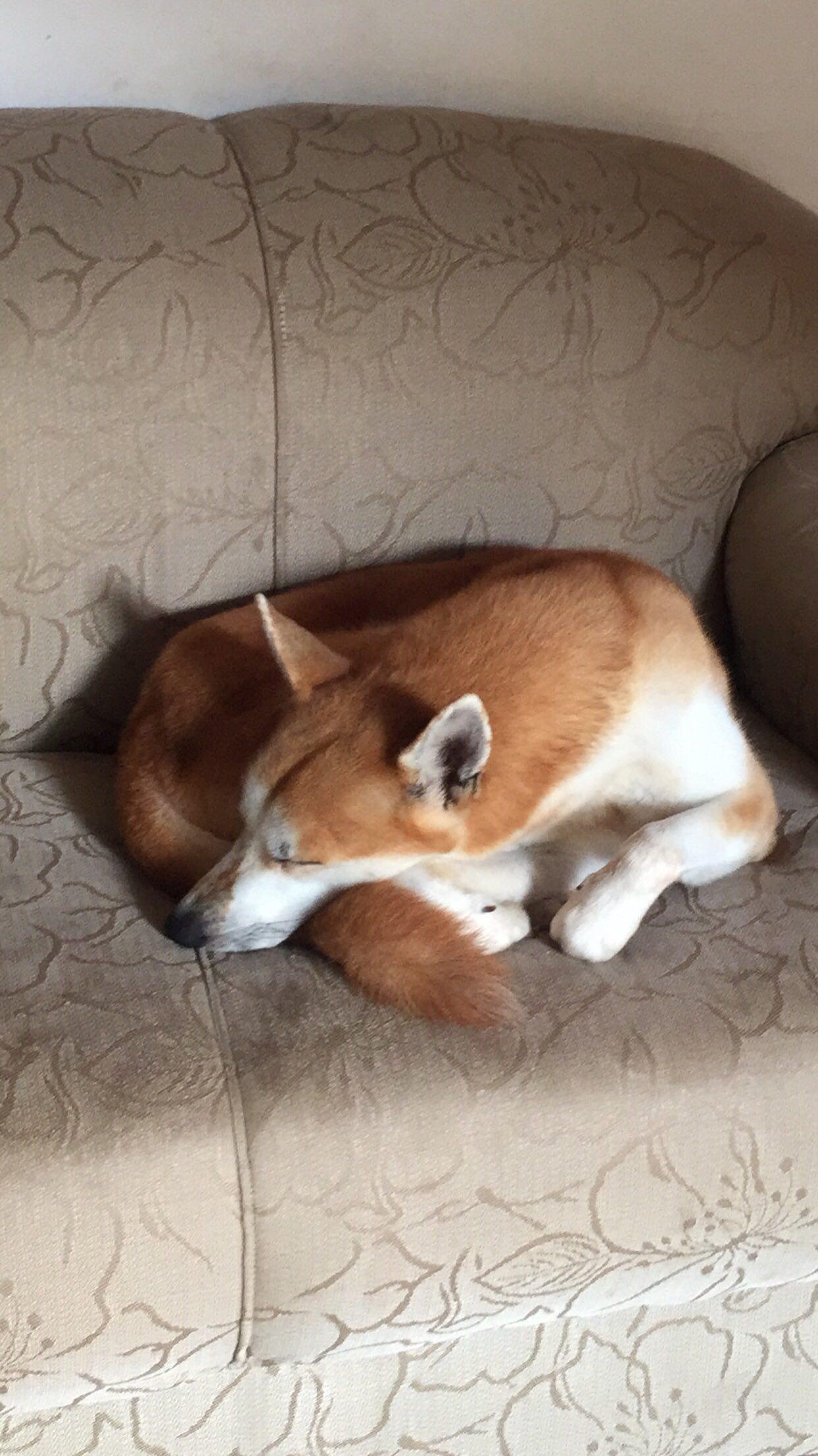 Portal Adocão Doação de cachorro  Salvador