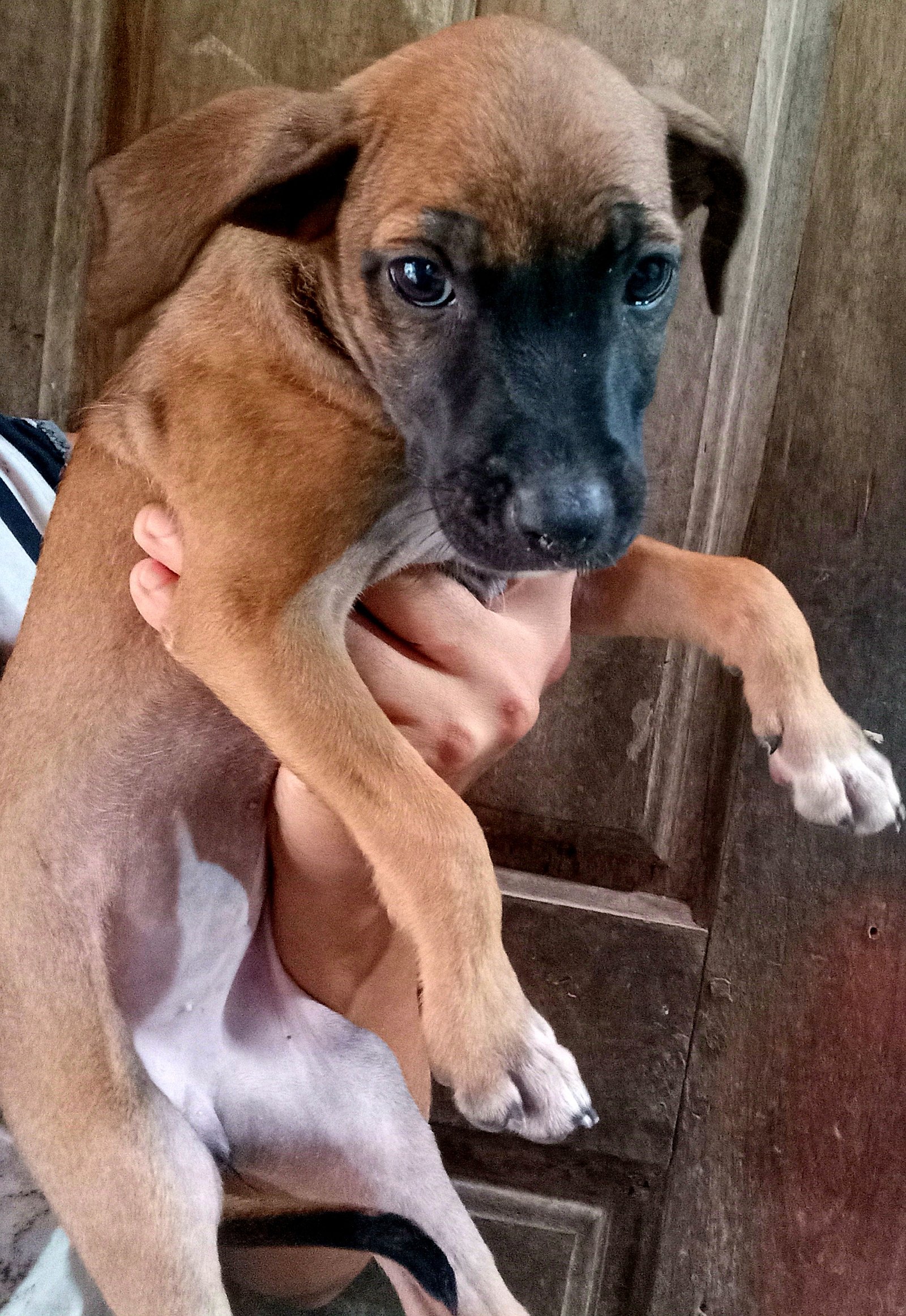 Portal Adocão CACHORRINHOS PRA ADOÇÃO  São Luís