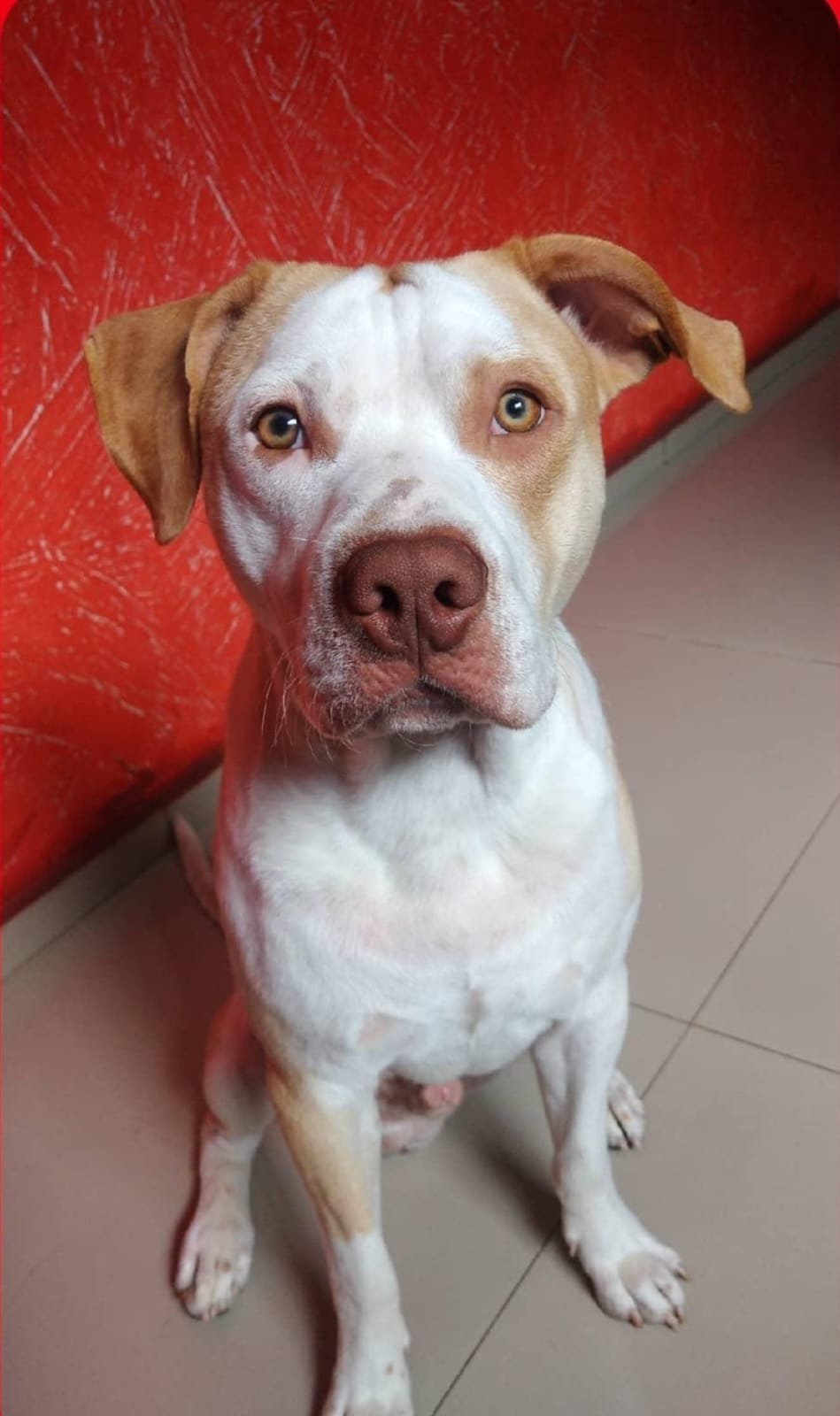 Portal Adocão Adoção Responsável - Pitbull  Maua