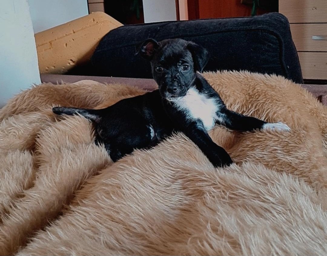 Portal Adocão Cachorrinho macho 3 meses Brumadinho
