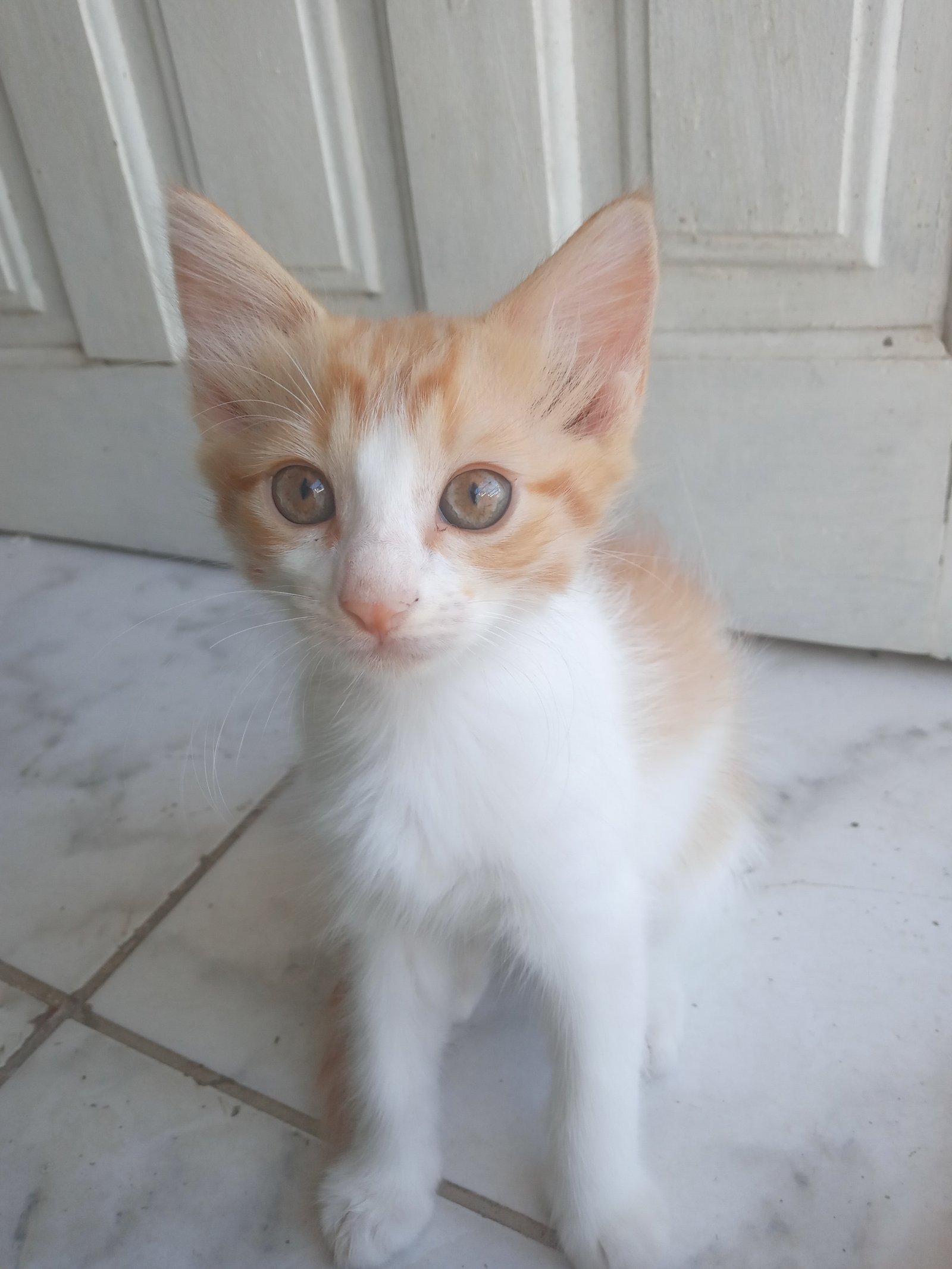Portal Adocão Gato para adoção Fortaleza