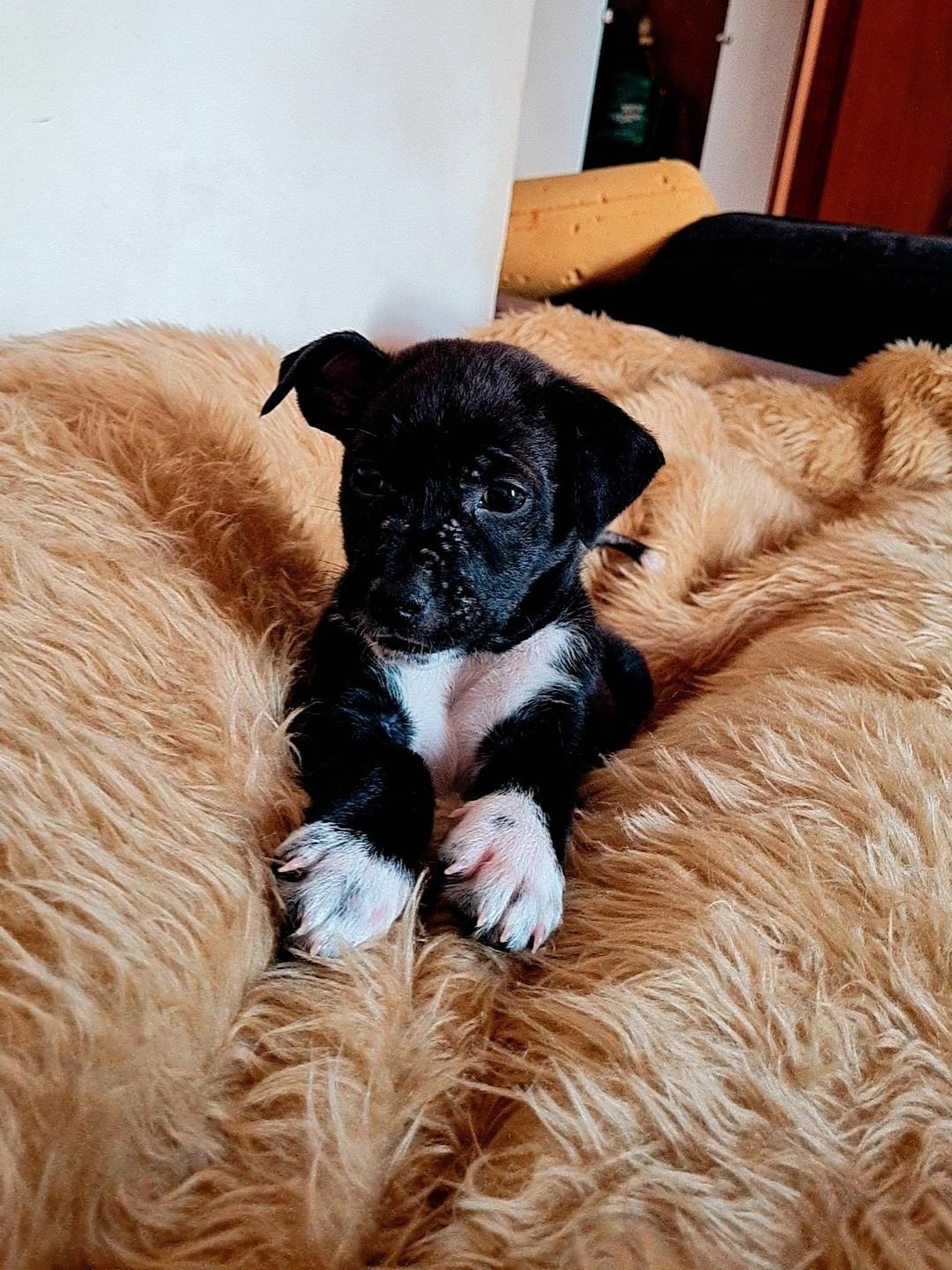 Portal Adocão Cachorrinho macho 3 meses Brumadinho