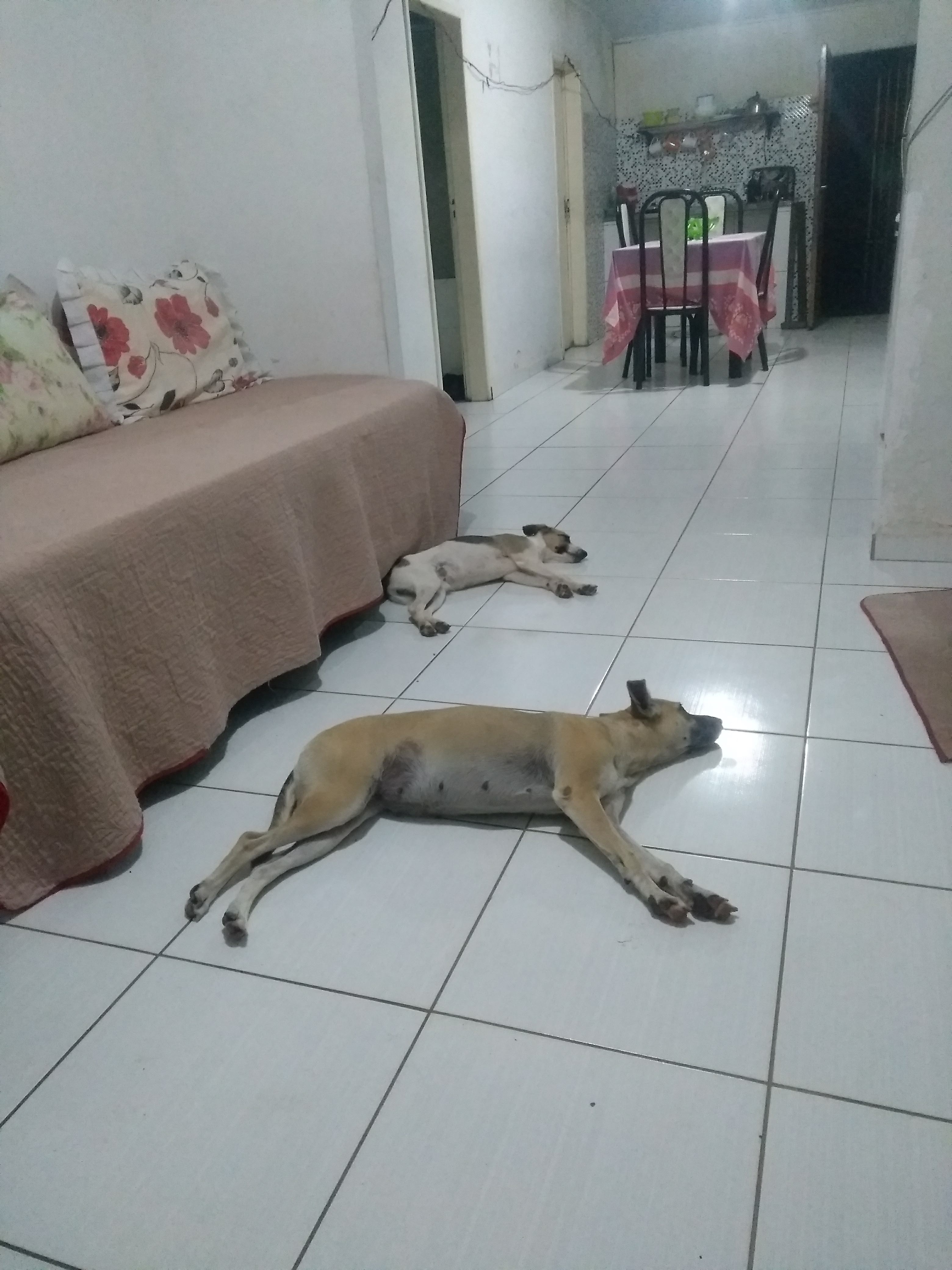 Portal Adocão Adoção de Cachorro Maceió 