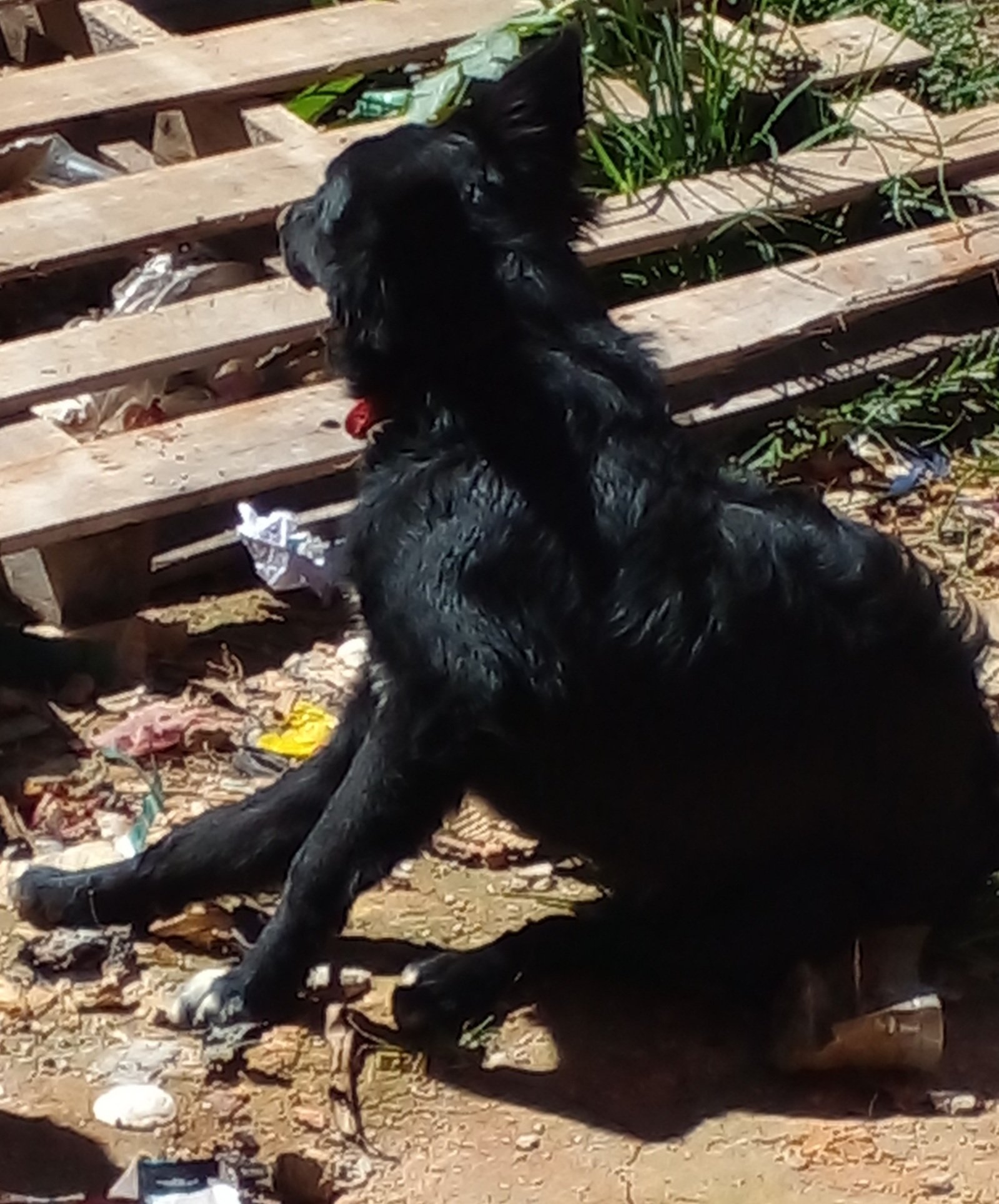 Portal Adocão Um cachorro  Águas lindas de Goiás 