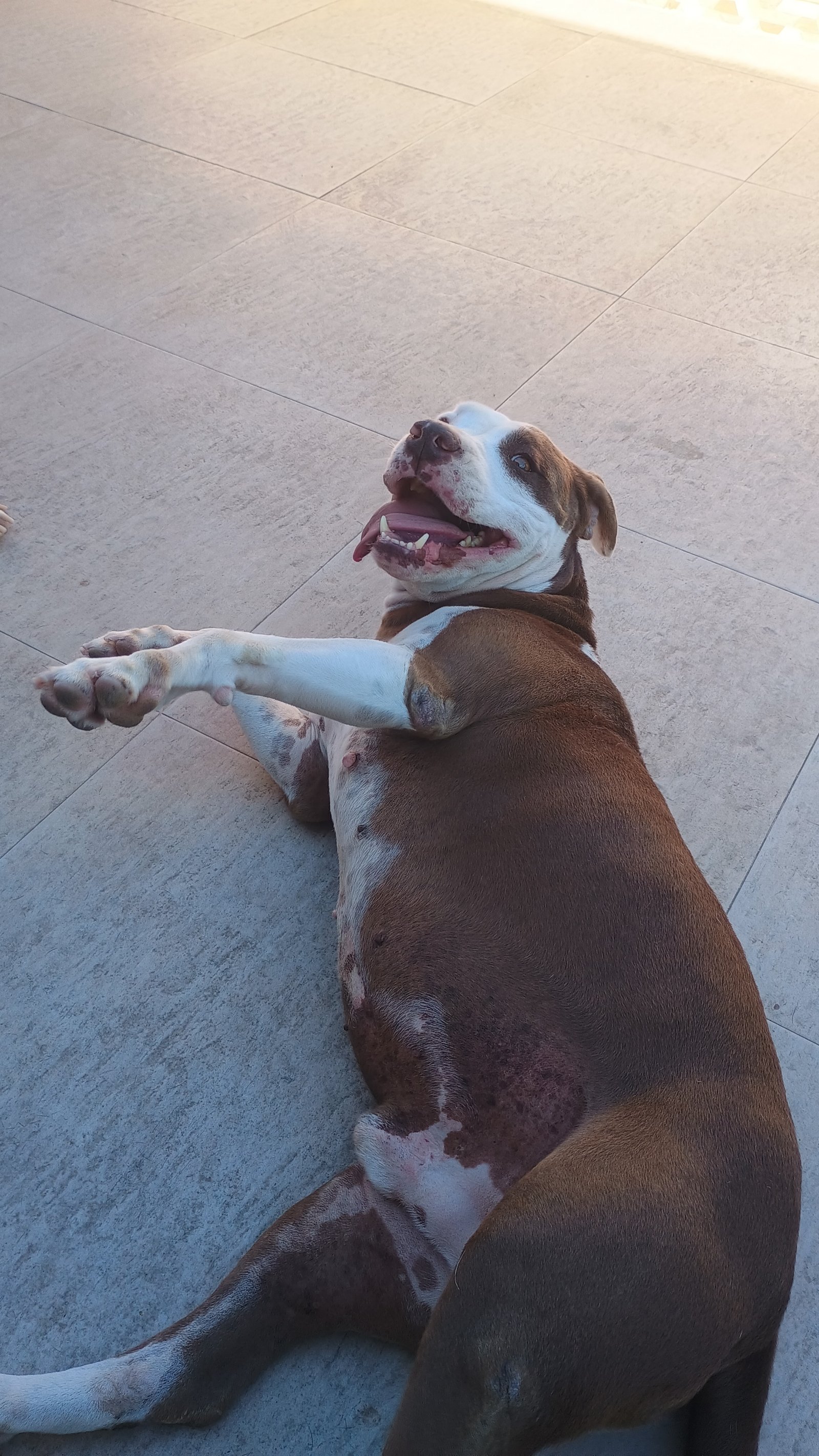 Portal Adocão Pitbull Rio de Janeiro 