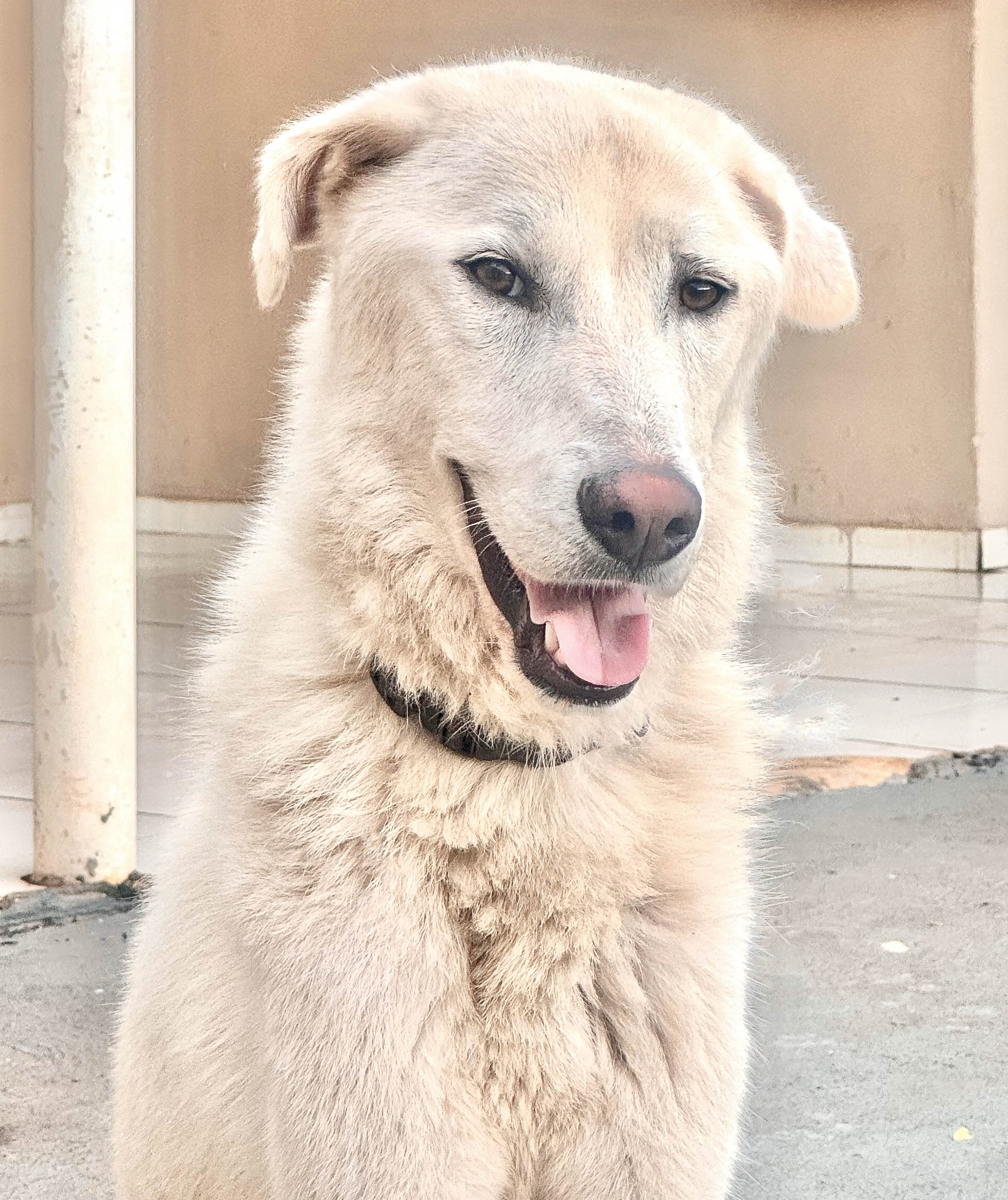 Portal Adocão PASTOR MAREMANO Londrina