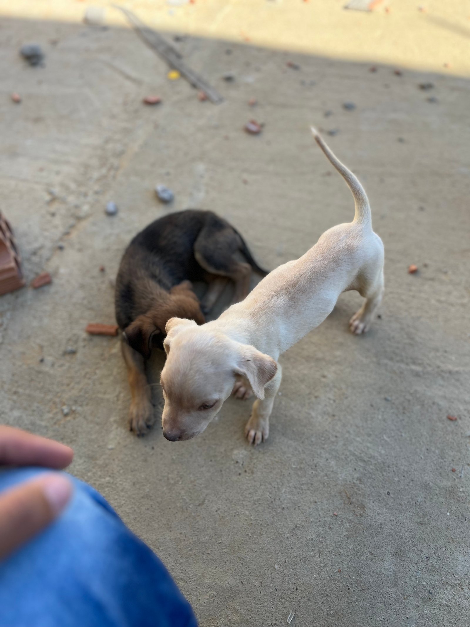 Portal Adocão Cachorrinhas fêmeas  Bom jesus da lapa 