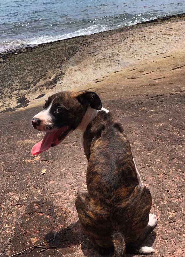 Portal Adocão Doação Lindo filhote de Boxer Guarapari 