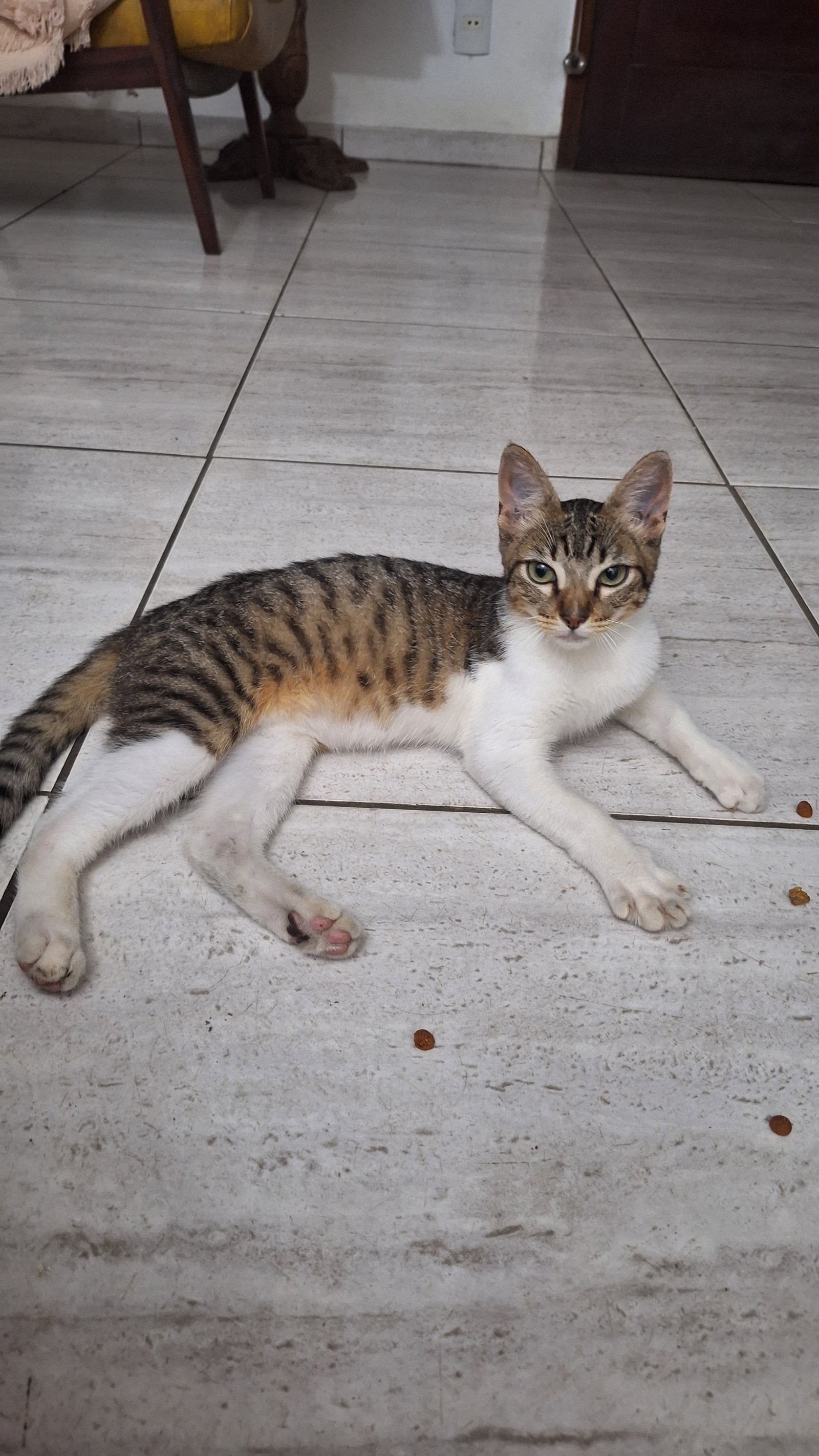 Portal Adocão Doação Gatinho Resgatado Niterói