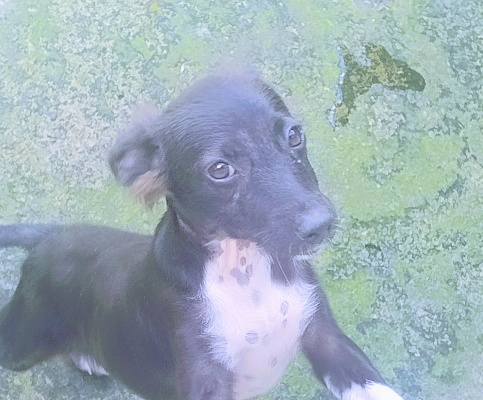 Portal Adocão Cachorro  São Luís