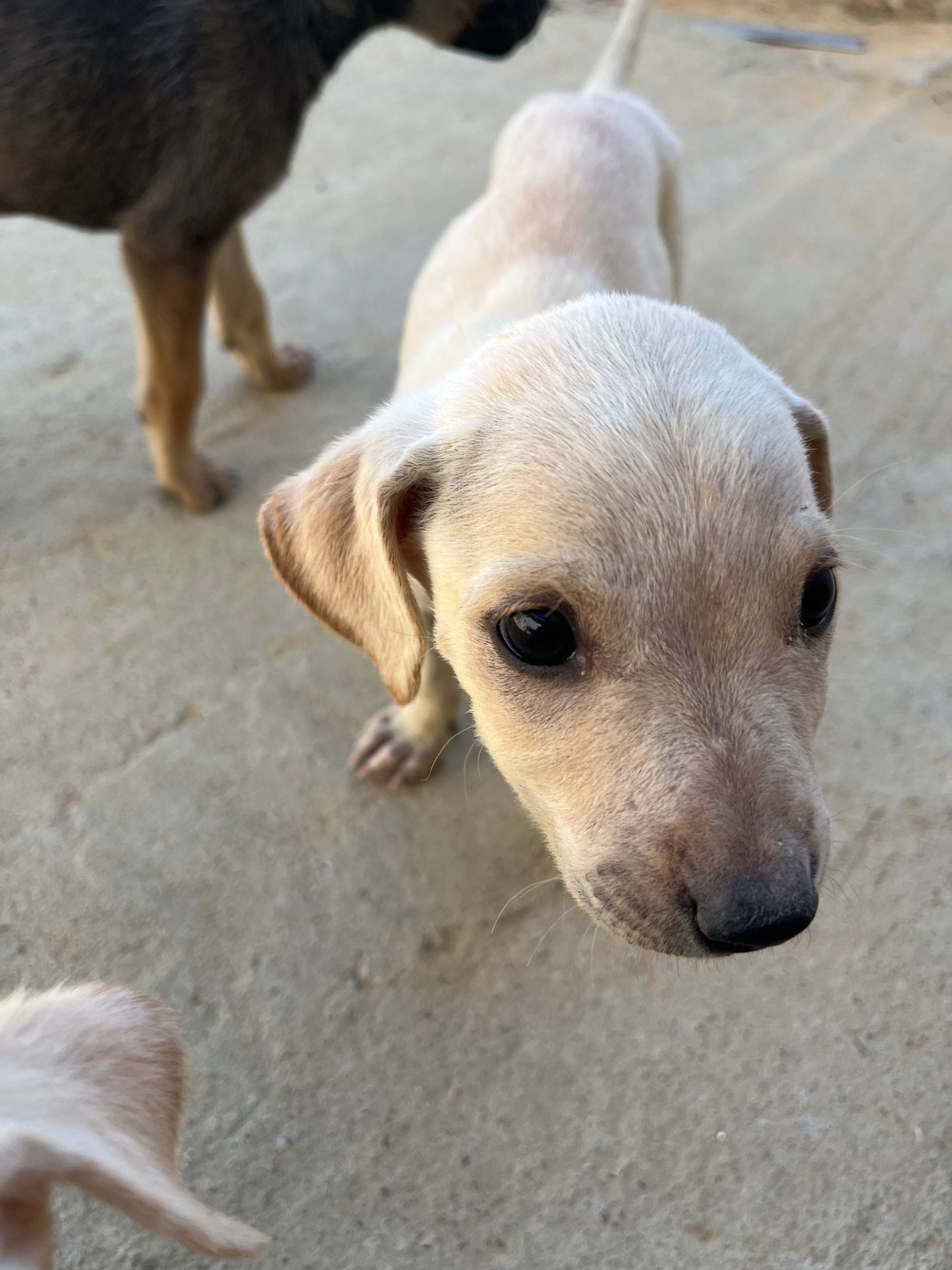 Portal Adocão Cachorrinhas fêmeas  Bom jesus da lapa 