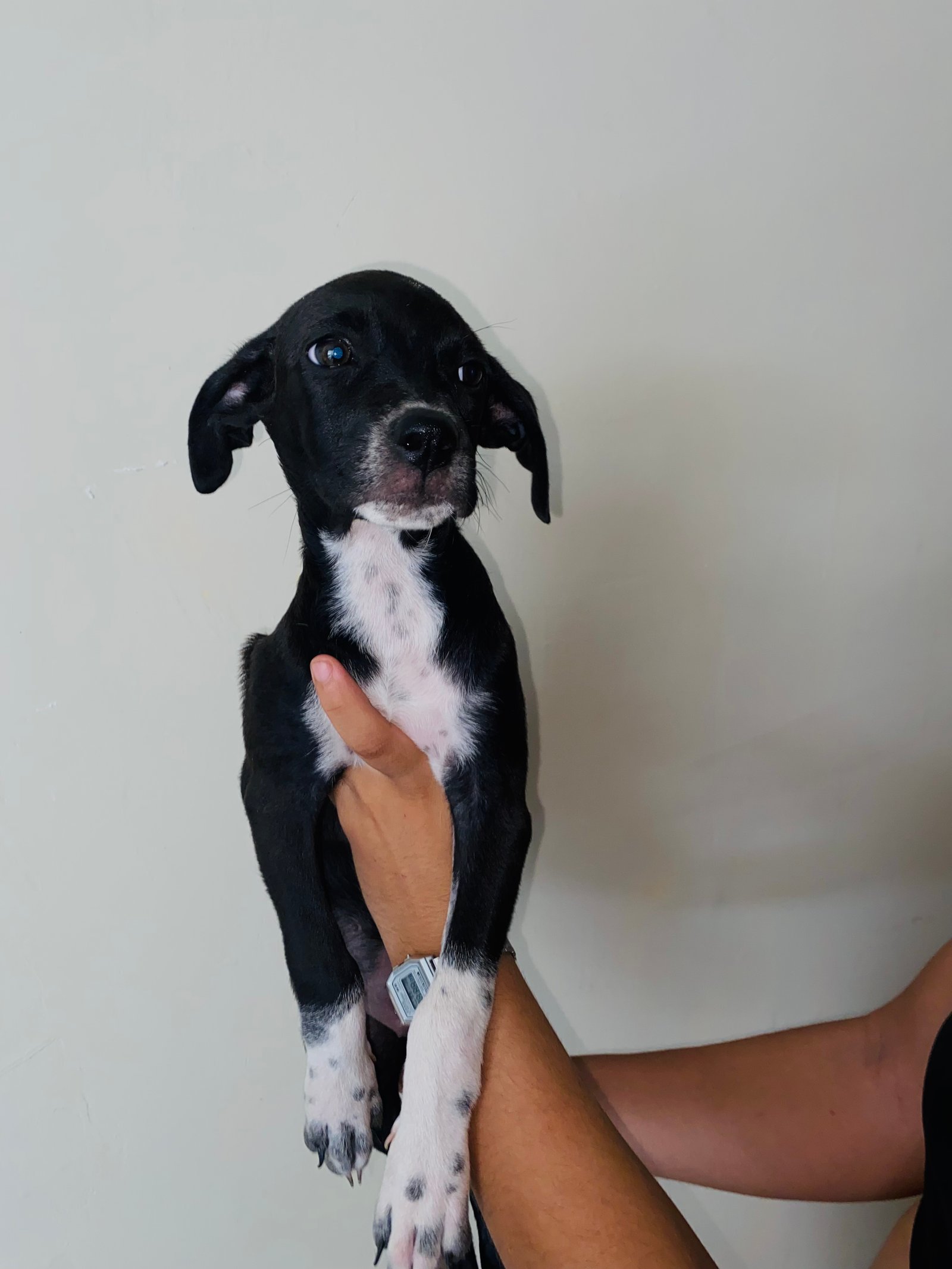 Portal Adocão Adoção de filhote de cachorro  Fortaleza
