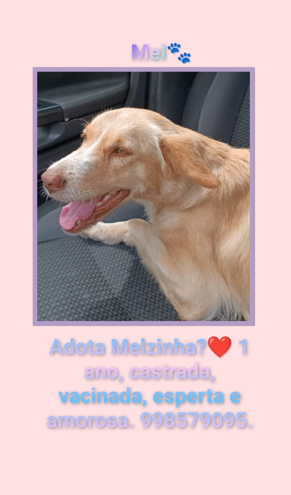 Portal Adocão ADOÇÃO RESPONSÁVEL  RECIFE