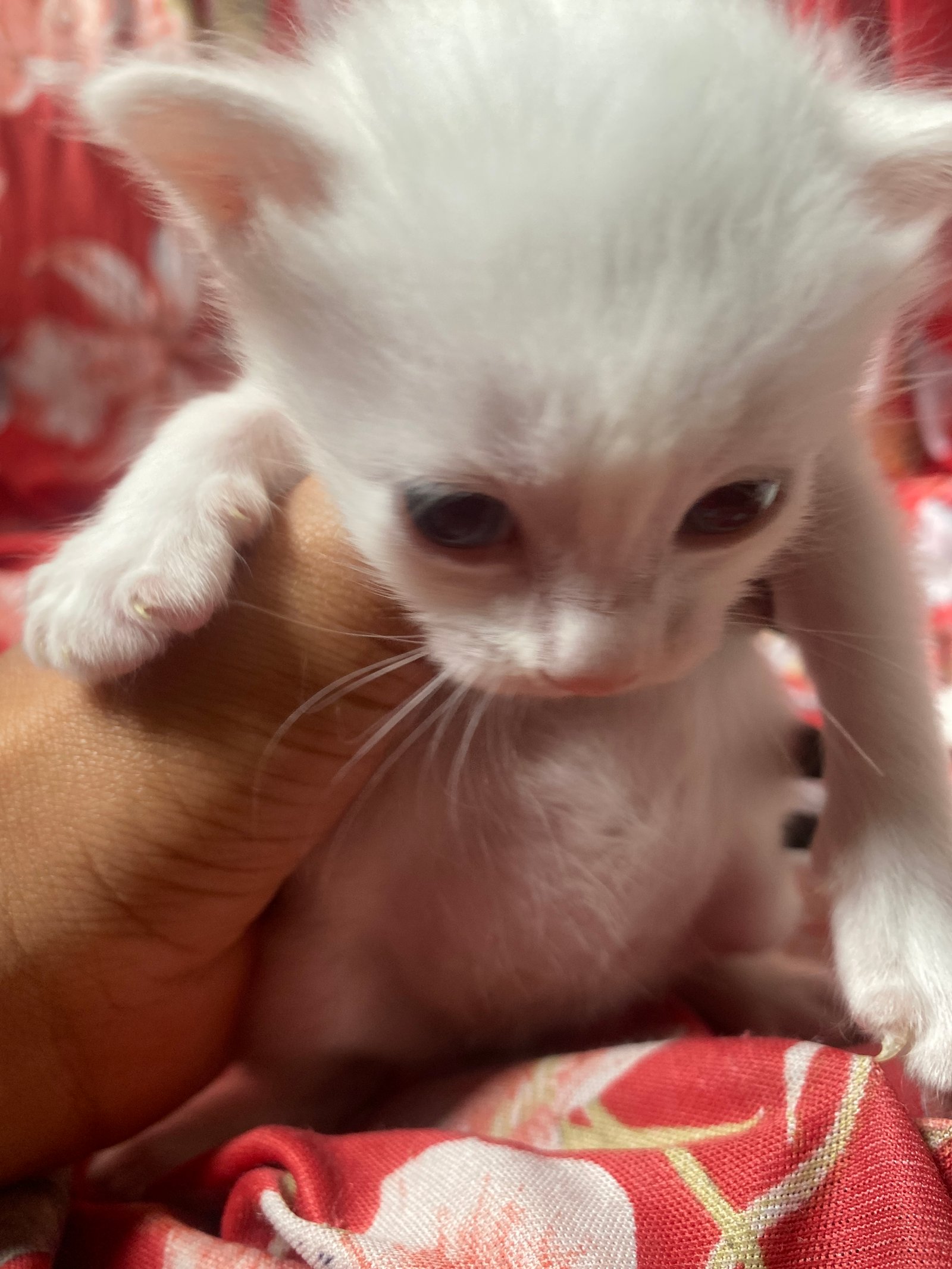 Portal Adocão Gatos lindos 🥰 Recife