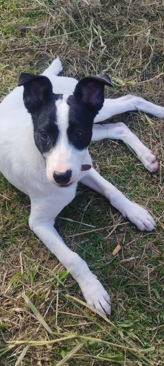 Portal Adocão Pet para adoção São Paulo