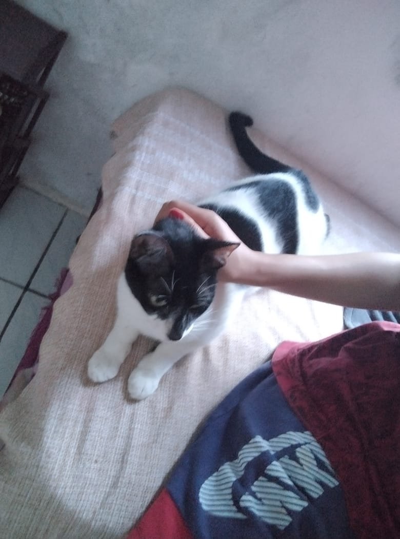Portal Adocão Gato frajola para adoção  Salvador