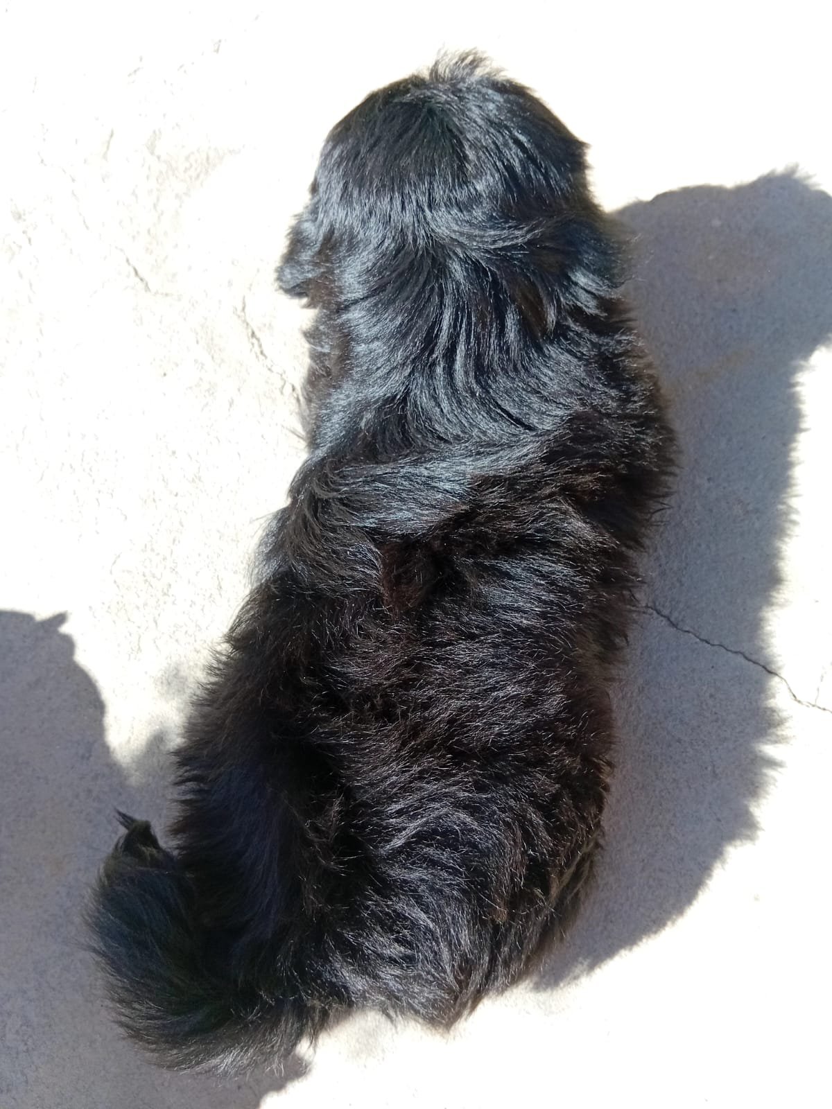 Portal Adocão Filhote de lhasa apso  Conselheiro Lafaiete 