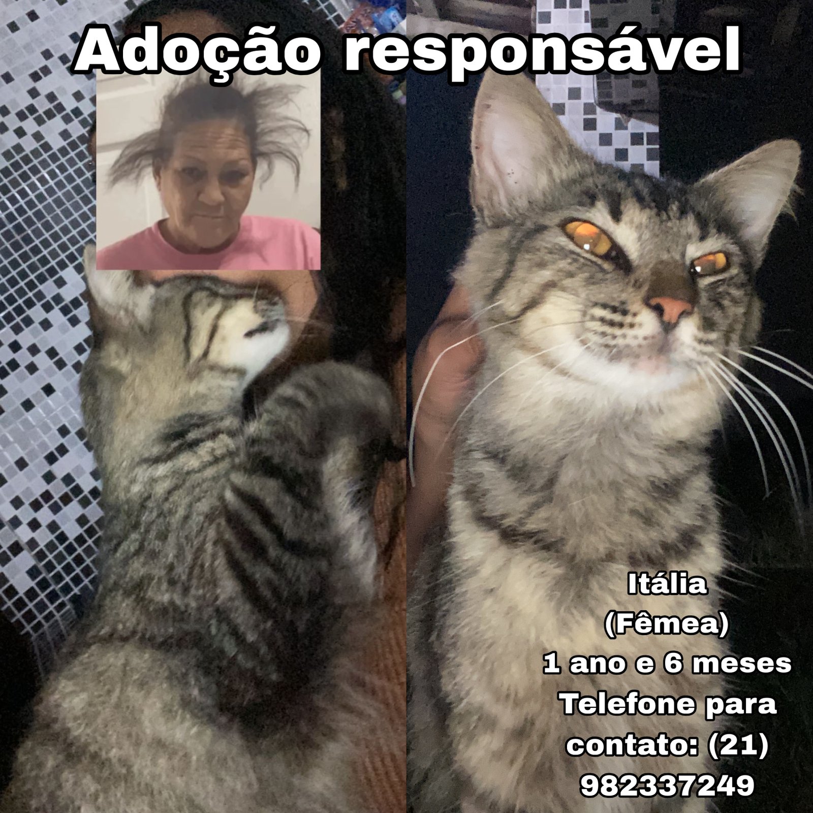 Portal Adocão Adoção responsável  São Gonçalo 
