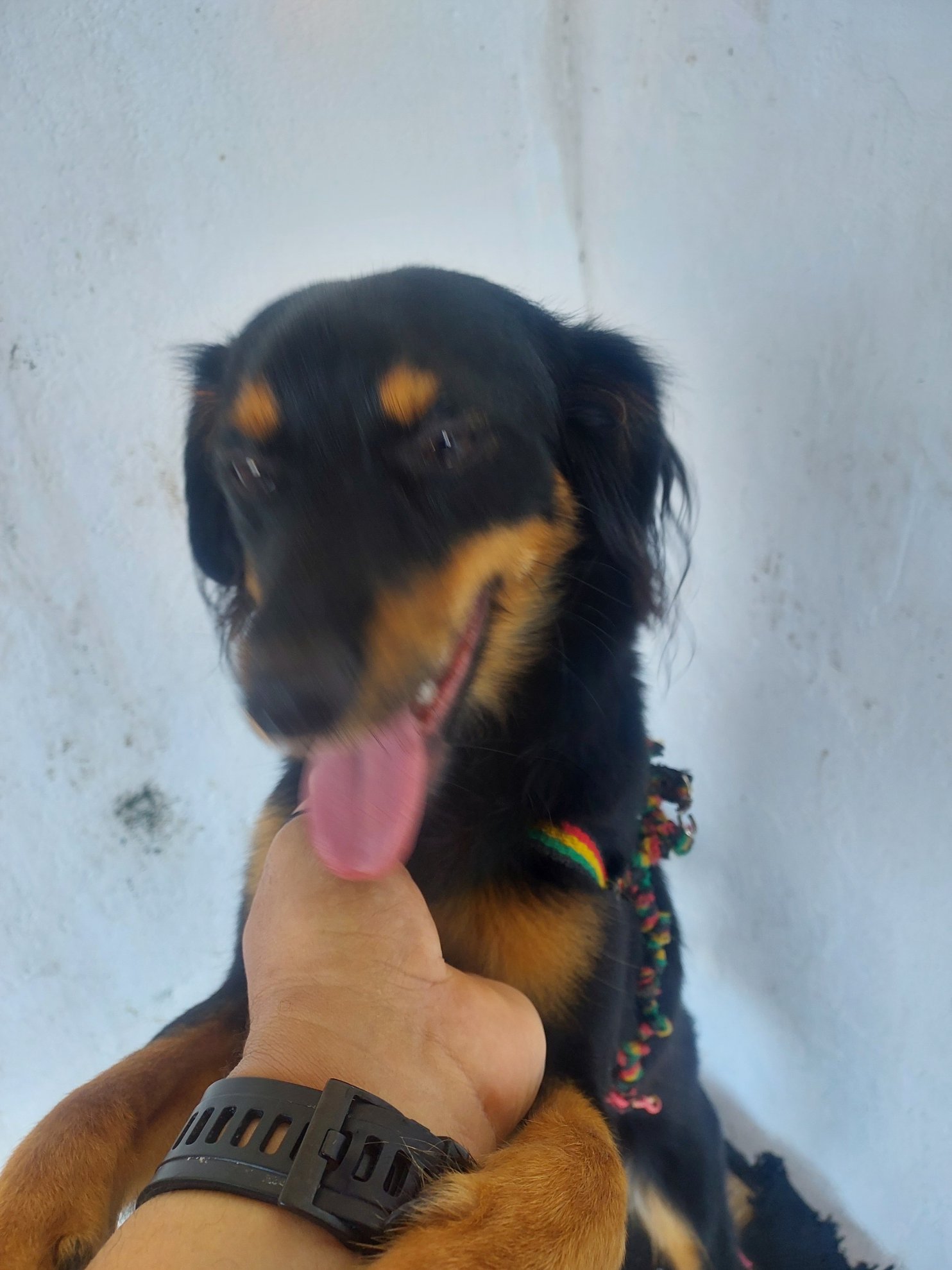 Portal Adocão Doação cachorro macho 7 meses Salvador