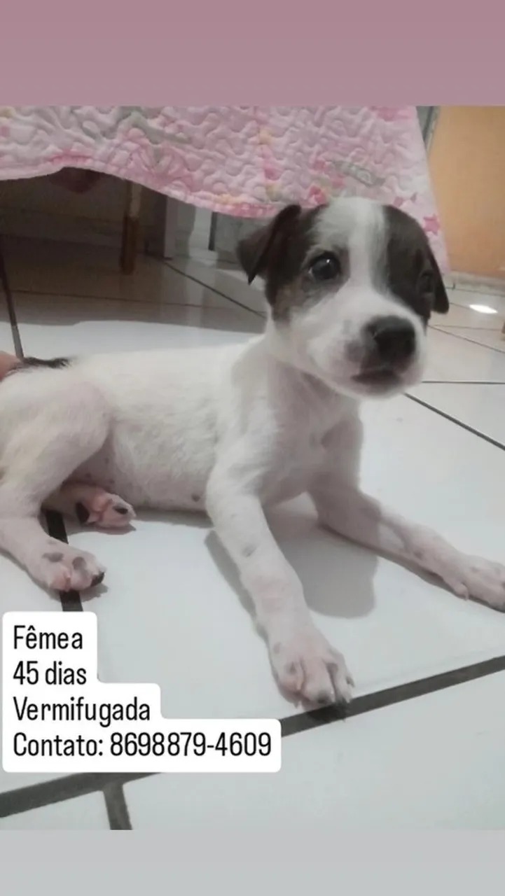 Portal Adocão Filhotes para Adoção  Teresina