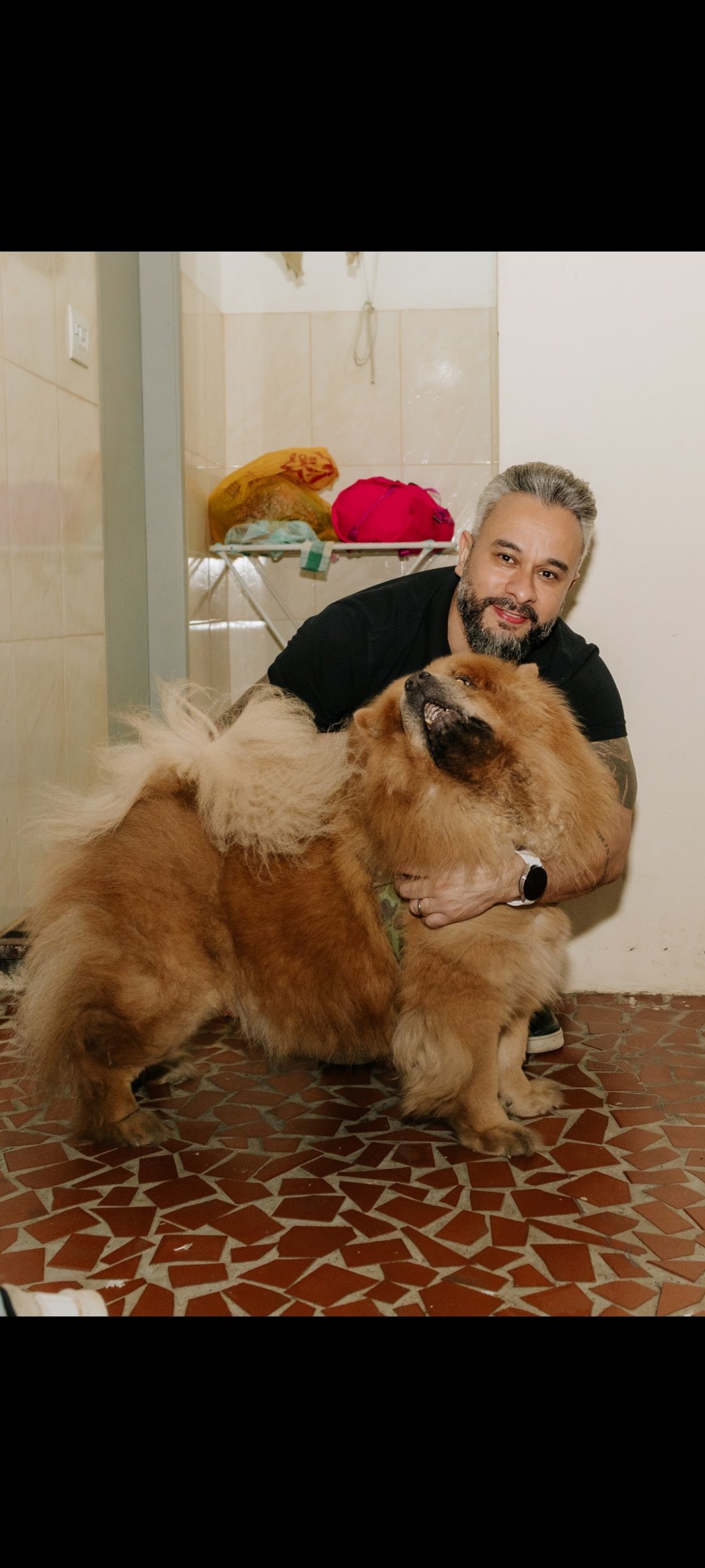 Portal Adocão Adoção de Chow Chow  São Paulo 