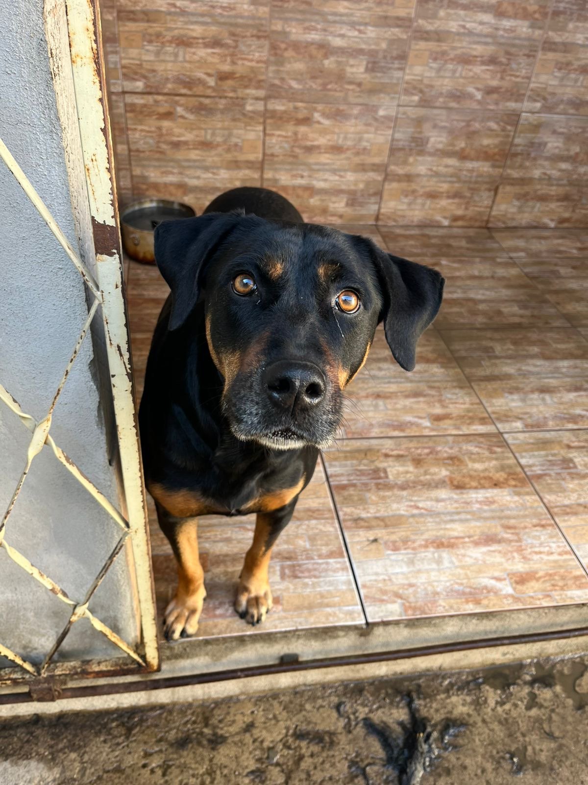 Portal Adocão Cachorros castrados para adoção  Betim