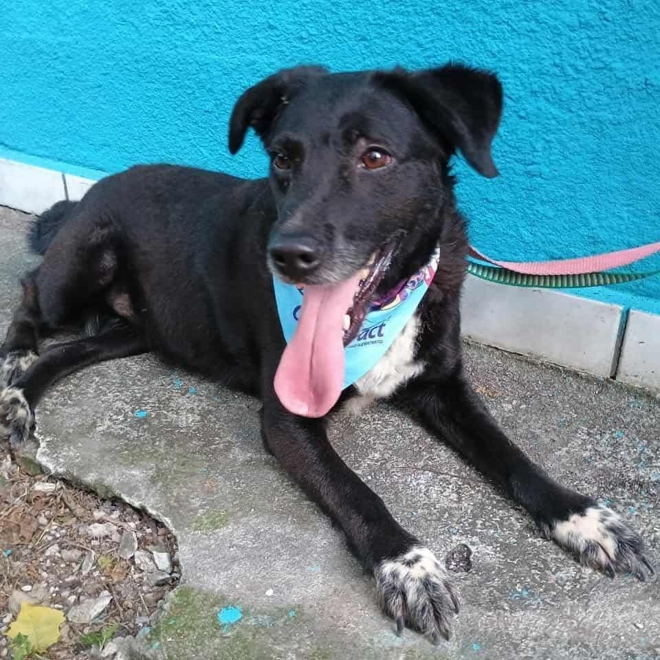 Portal Adocão Adote uma Aumiga -RJ: Rio de Janeiro 