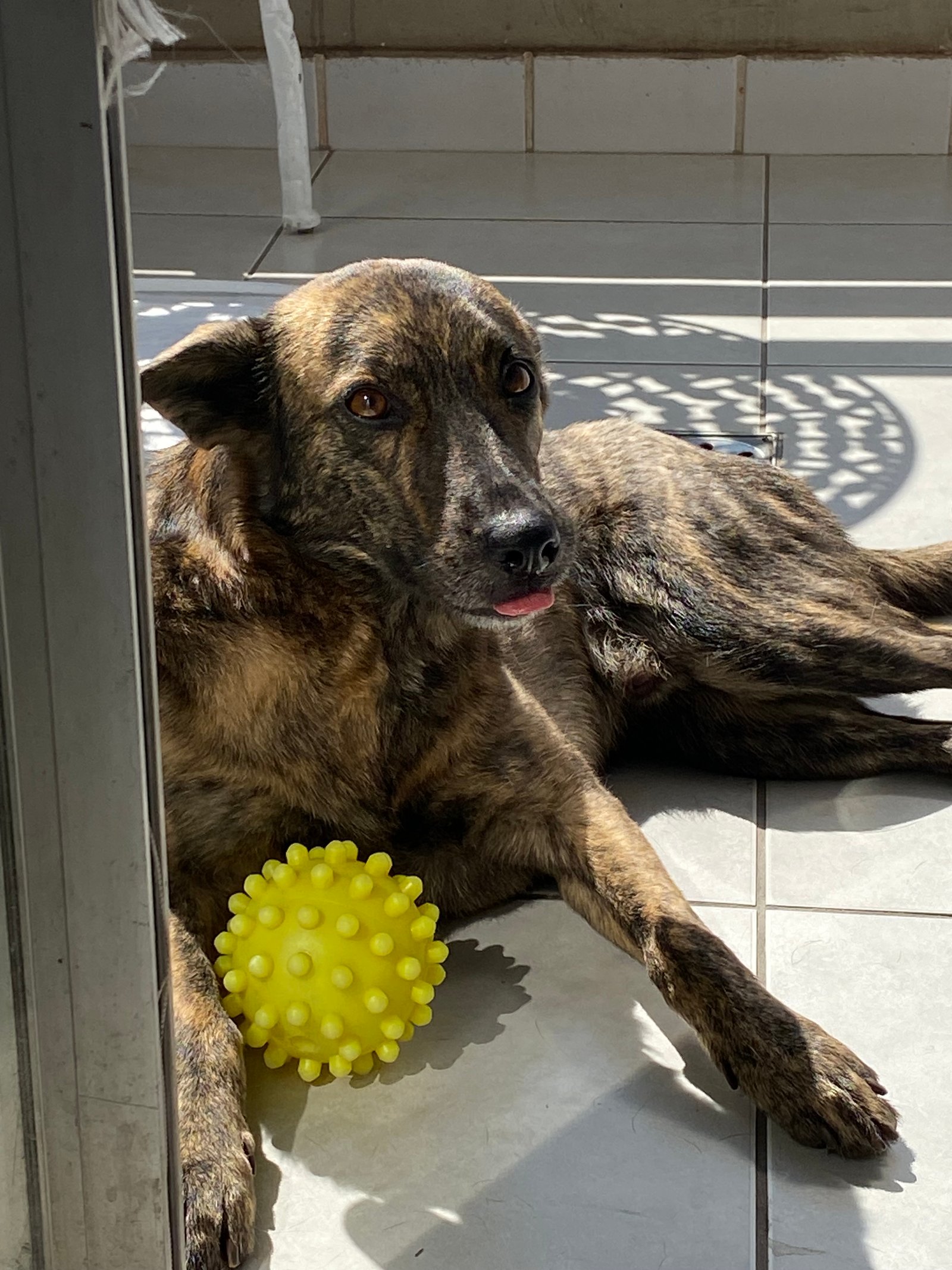 Portal Adocão Barney! Em busca de um lar.  Belo Horizonte