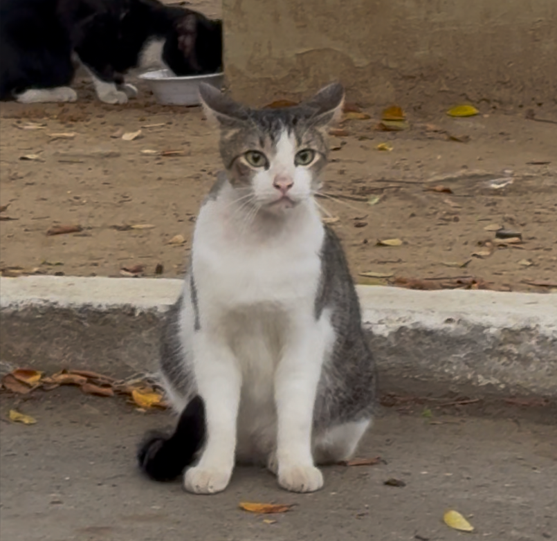Portal Adocão Leo - gatinho doce para adoção ou lar temporário  Rio de Janeiro 