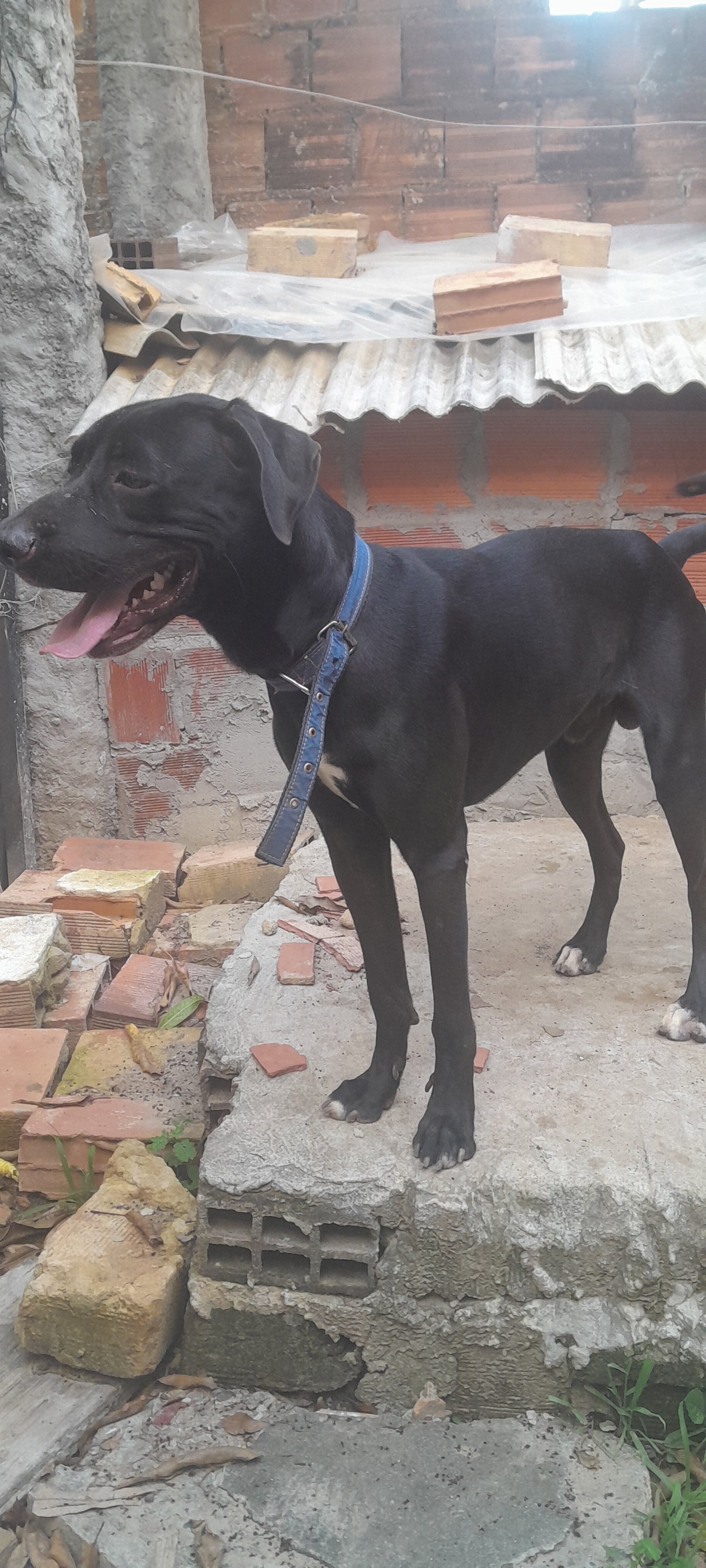 Portal Adocão Doação Black  Lauro de freutas 