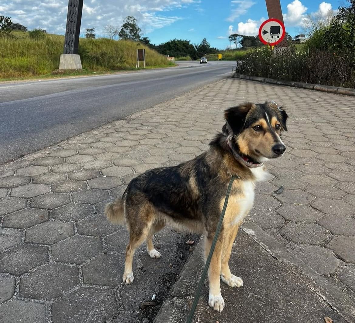 Portal Adocão Adoção cadela - Castrada VITÓRIA