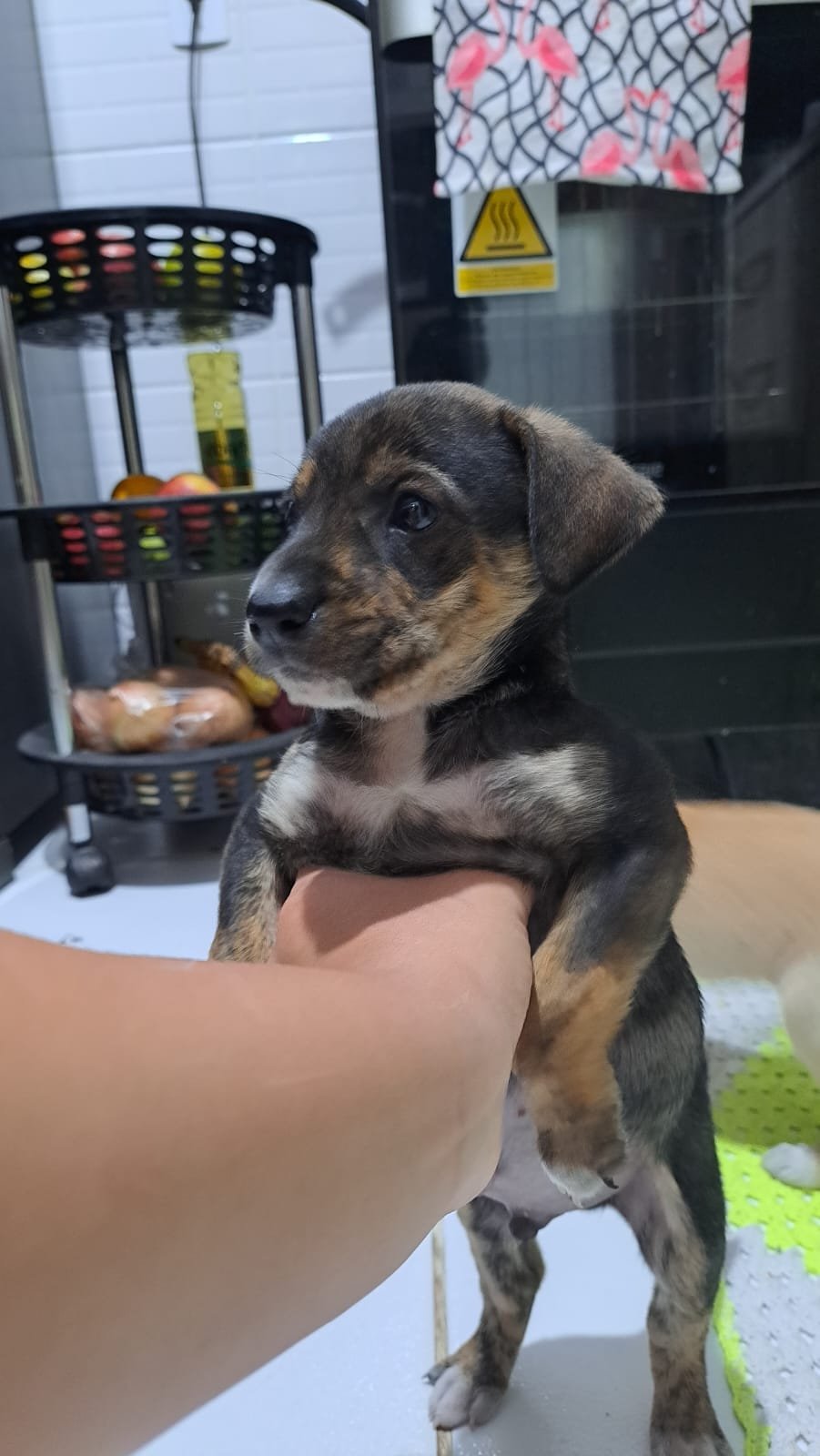 Portal Adocão Doação de cachorrinhos. Tijucas