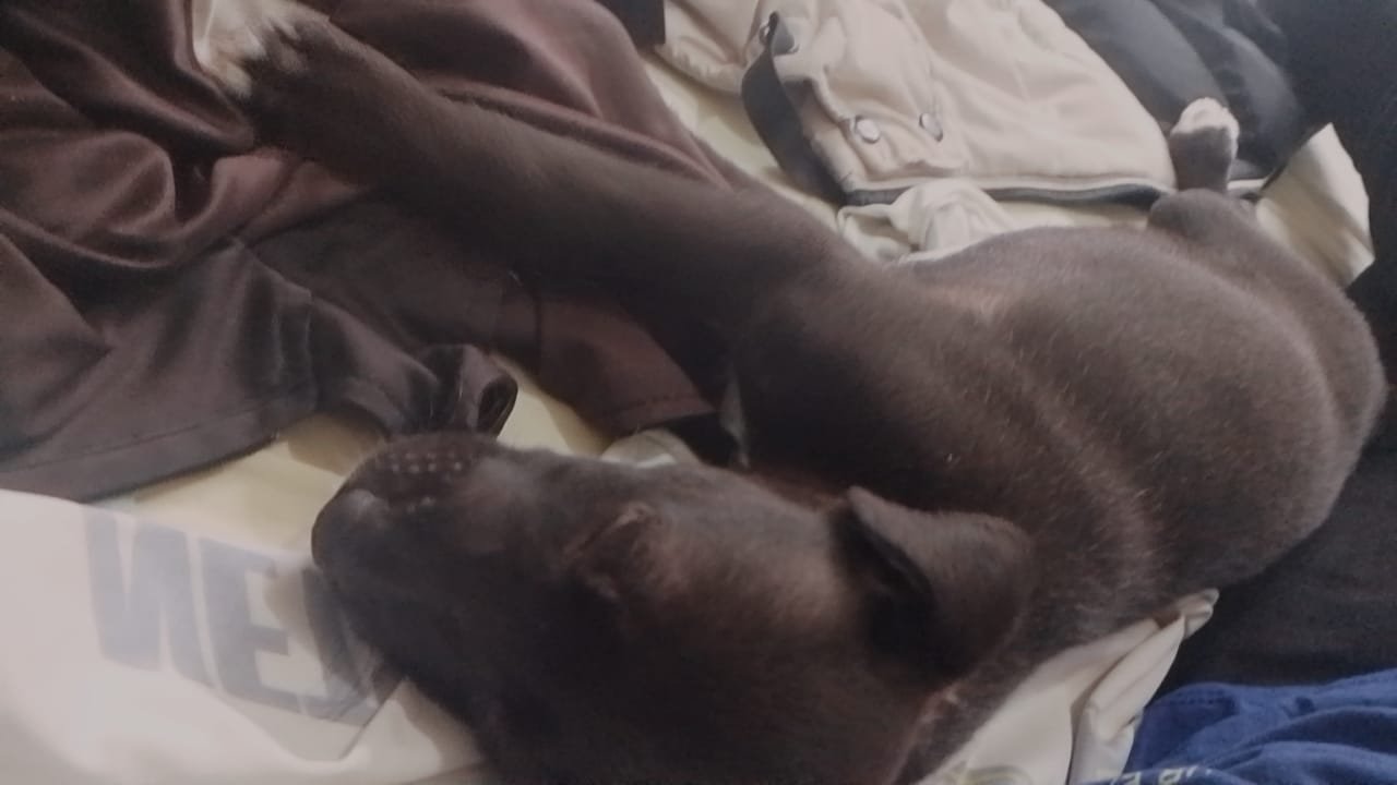 Portal Adocão Cachorrinha para doação  c456d3ab-4383-4969-b870-2f6ff747370d