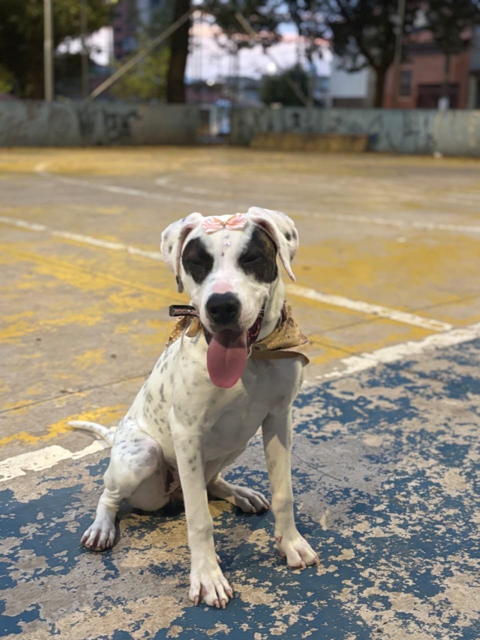 Portal Adocão Dogo Argentino  São Paulo 