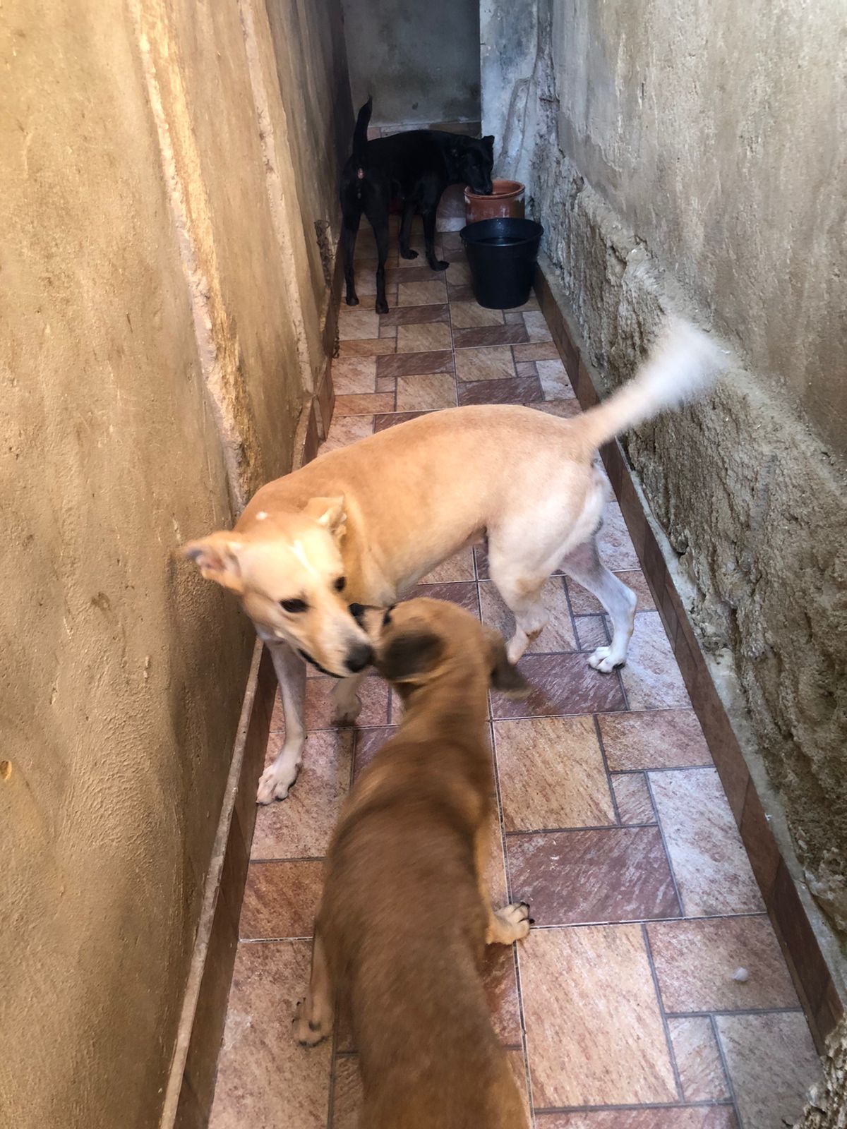 Portal Adocão Doação de um cachorro bravo e um vira-lata caramelo dócil  Ribeirão das Neves 