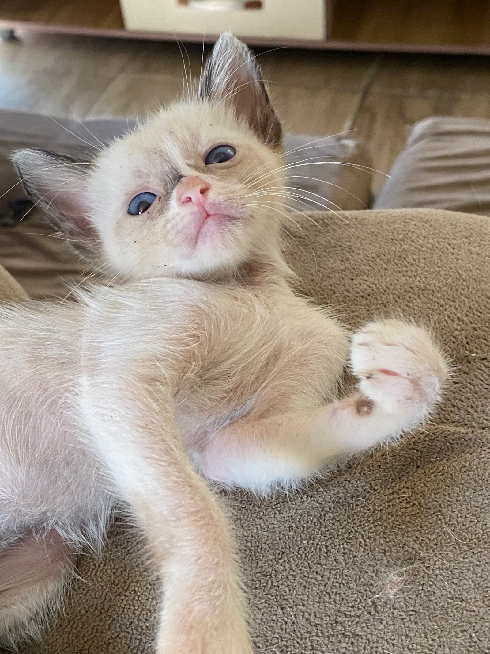 Portal Adocão Doação de gatos  Rio de  janeiro