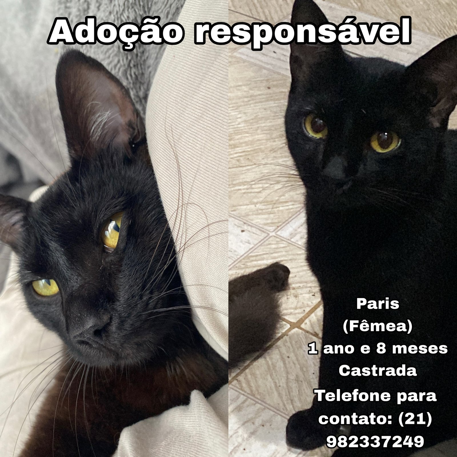 Portal Adocão Adoção responsável  São Gonçalo 
