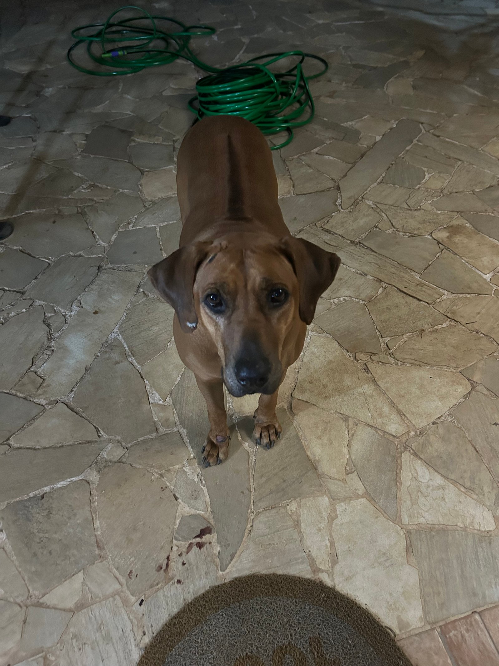 Portal Adocão Adoção Raça Rhodesiar Ridgeback fêmea  Petrópolis